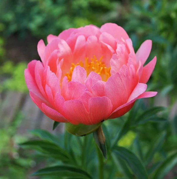Peony Coral Sunset