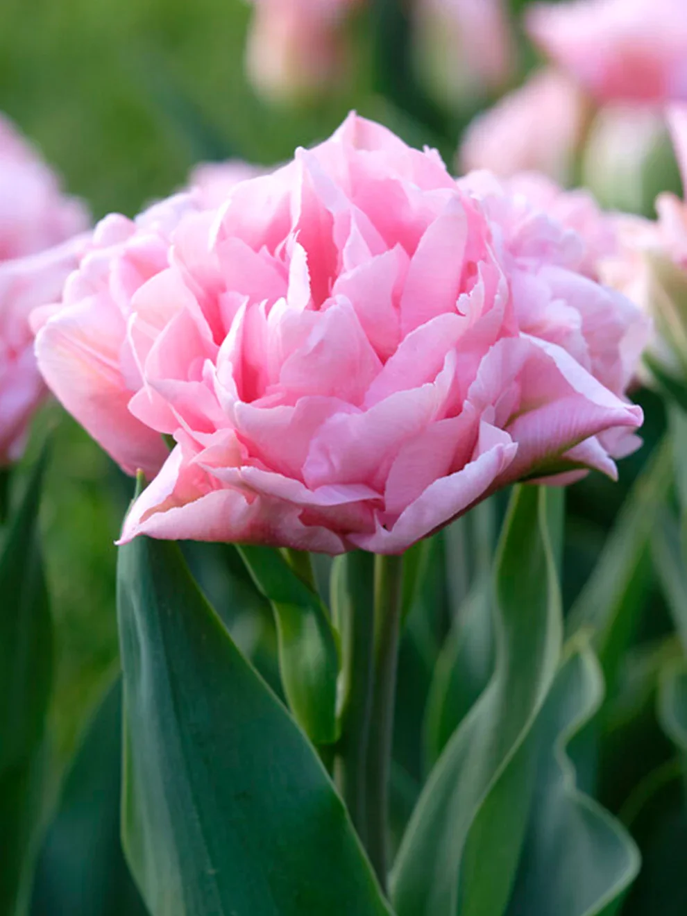 Tulip_Perfect_Wedding-1.webp