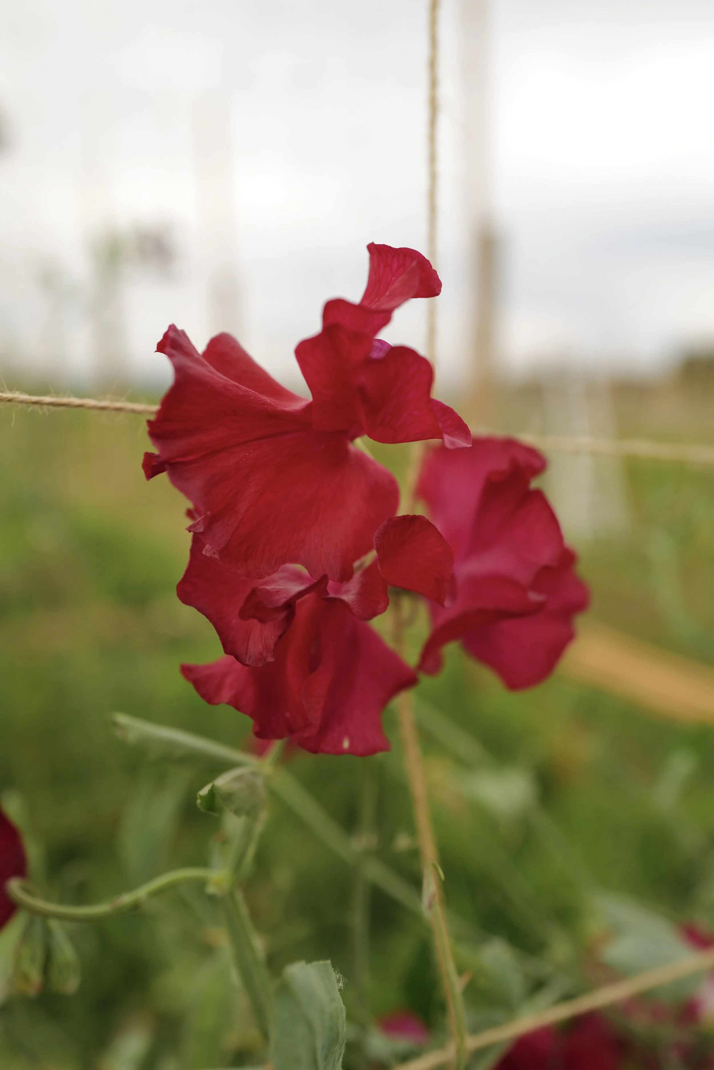 Sweet Pea Millennium