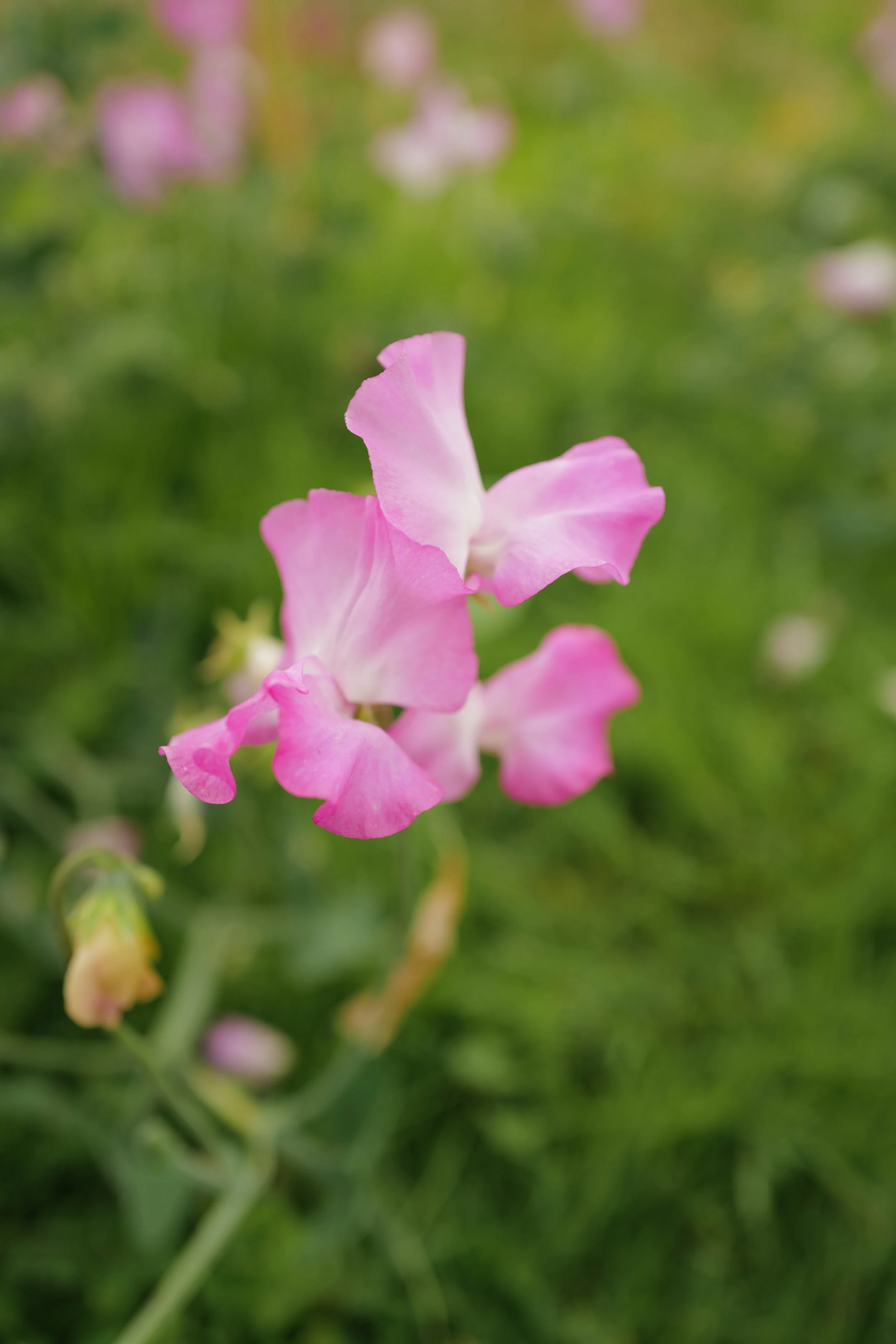 L1020514.JPG