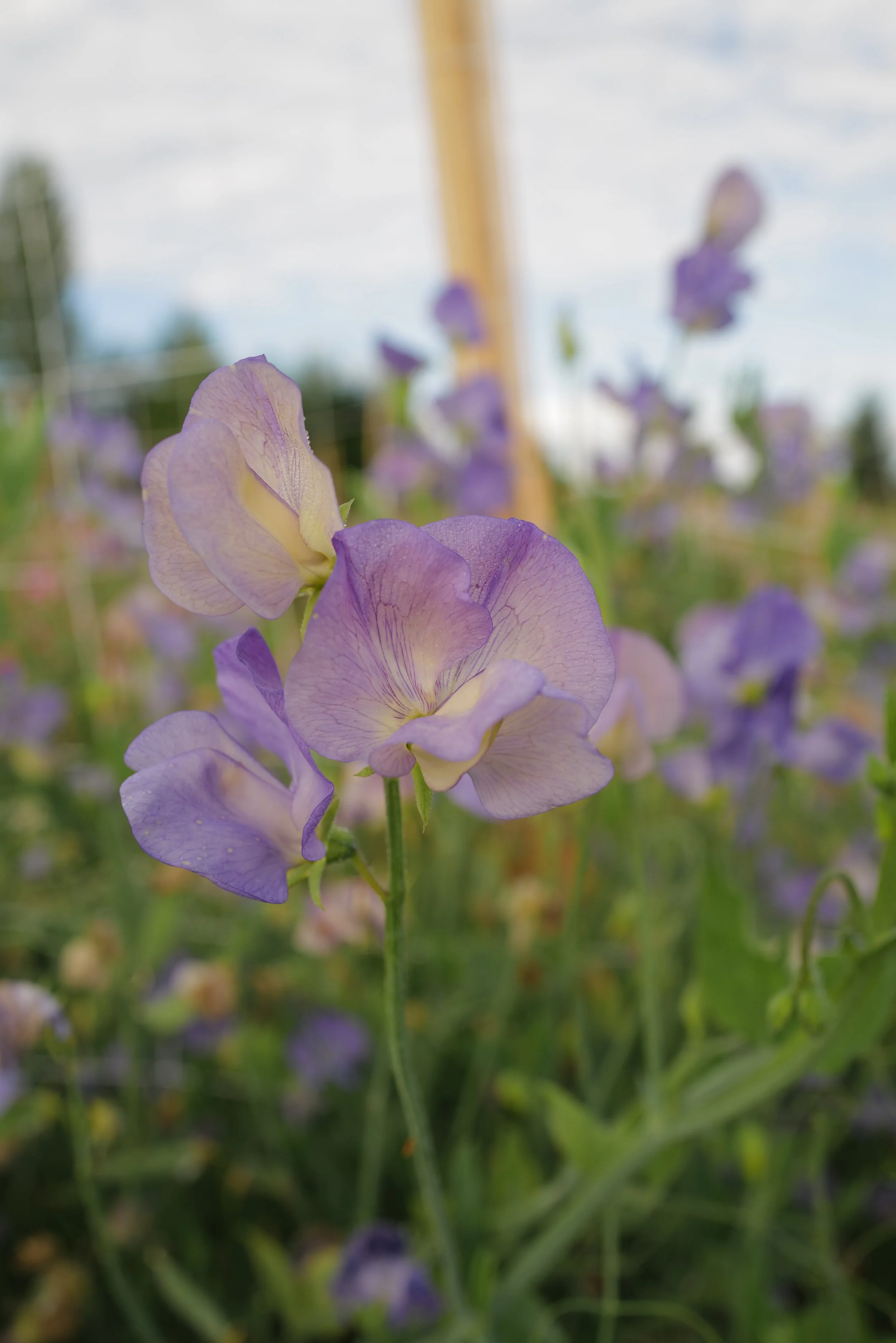 Sweet Pea Kingfisher