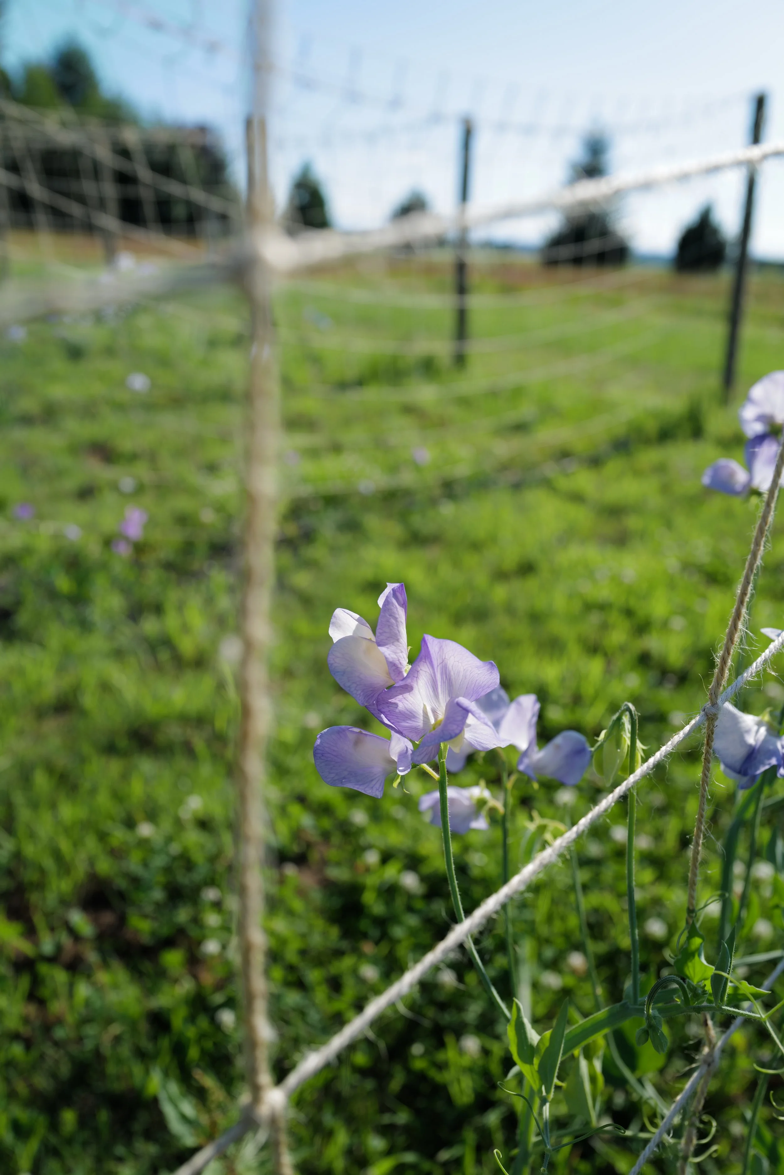 Sweet Pea Kingfisher