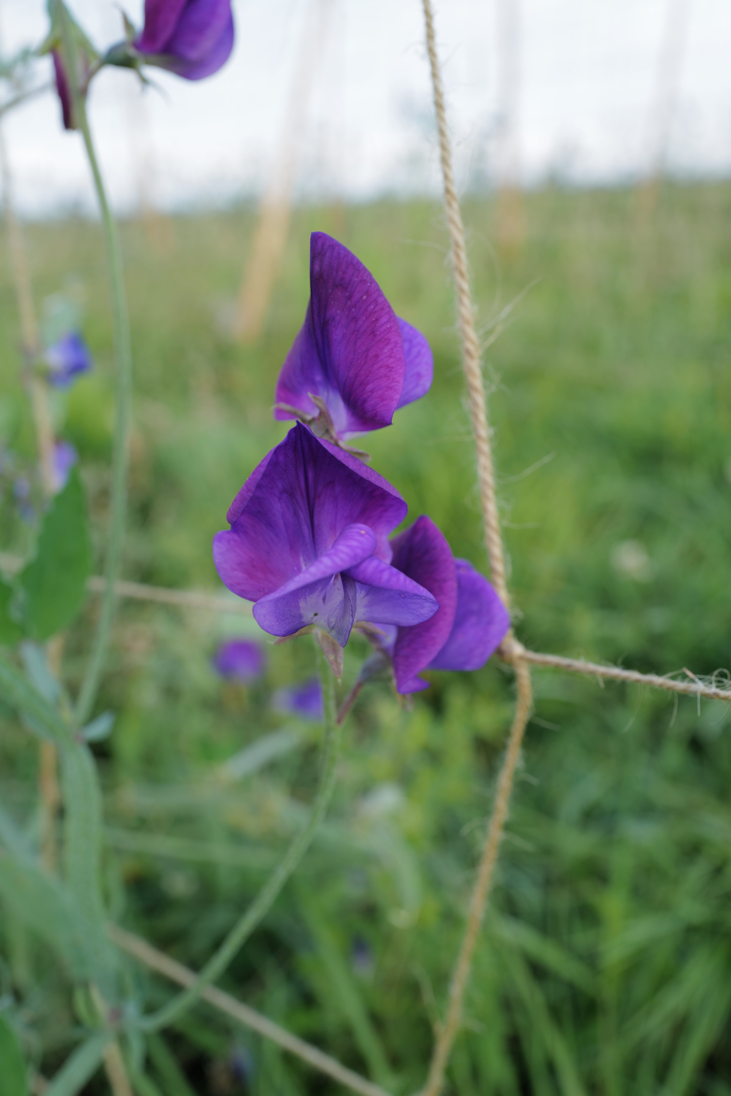 Sweet Pea Violet Queen