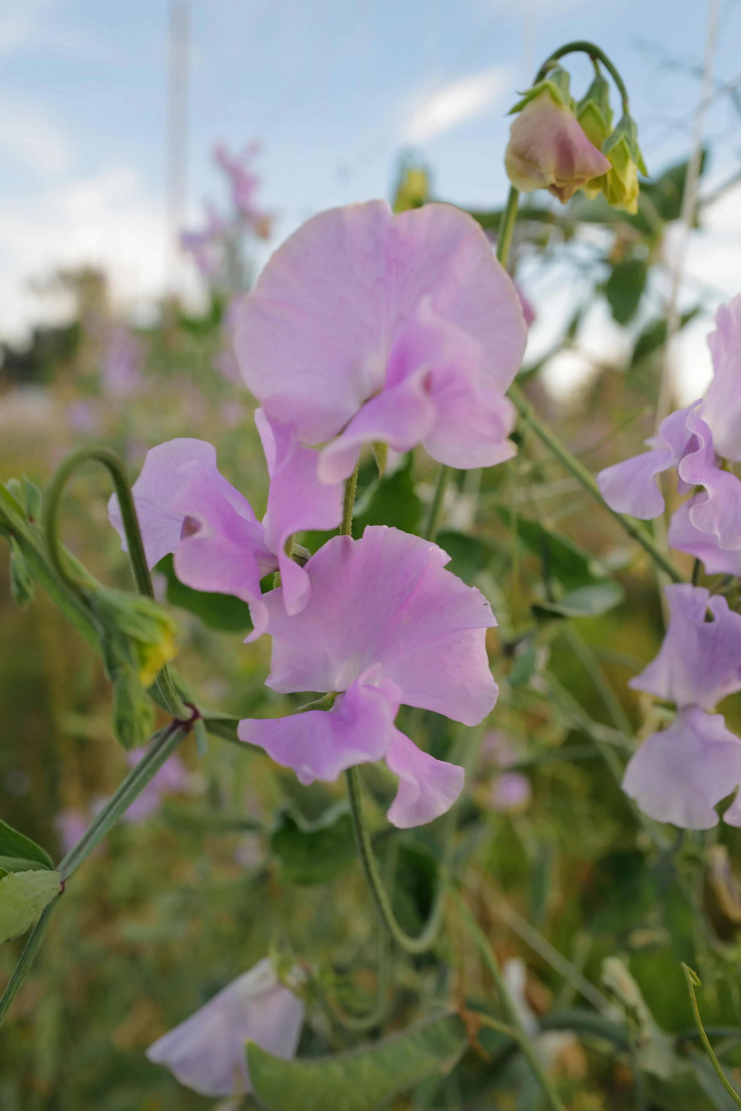 Sweet Pea Daphne