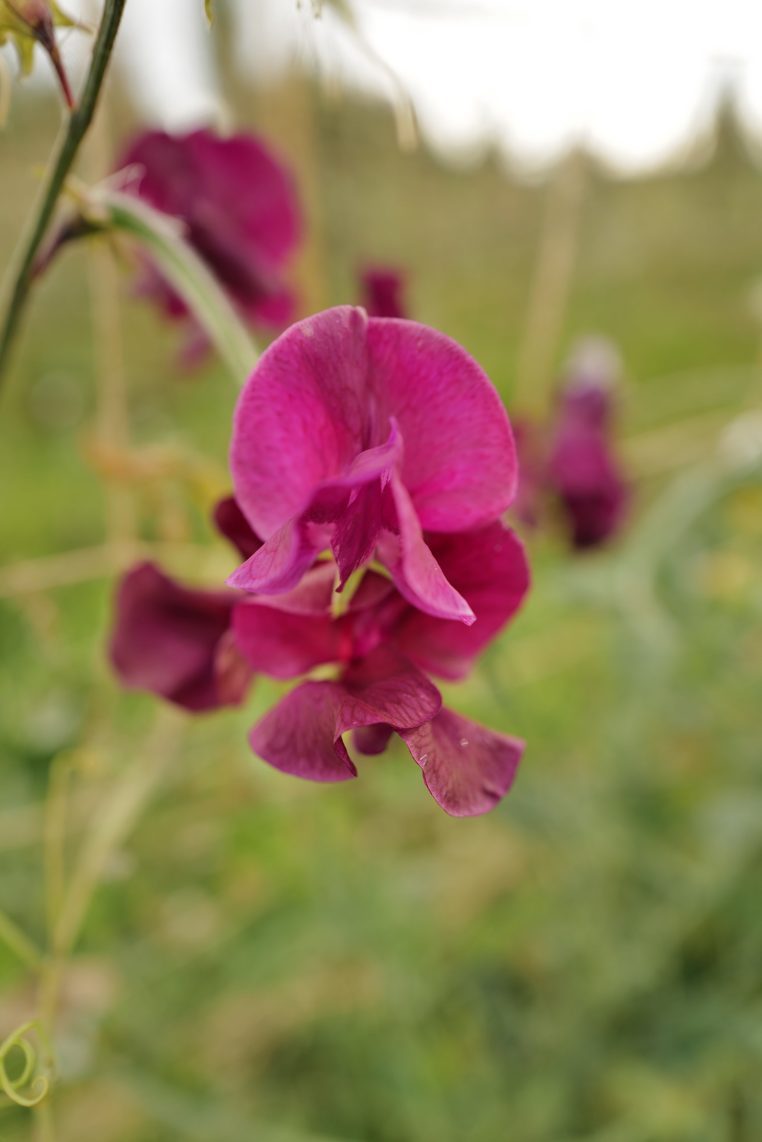 Sweet Pea Edd Fincham