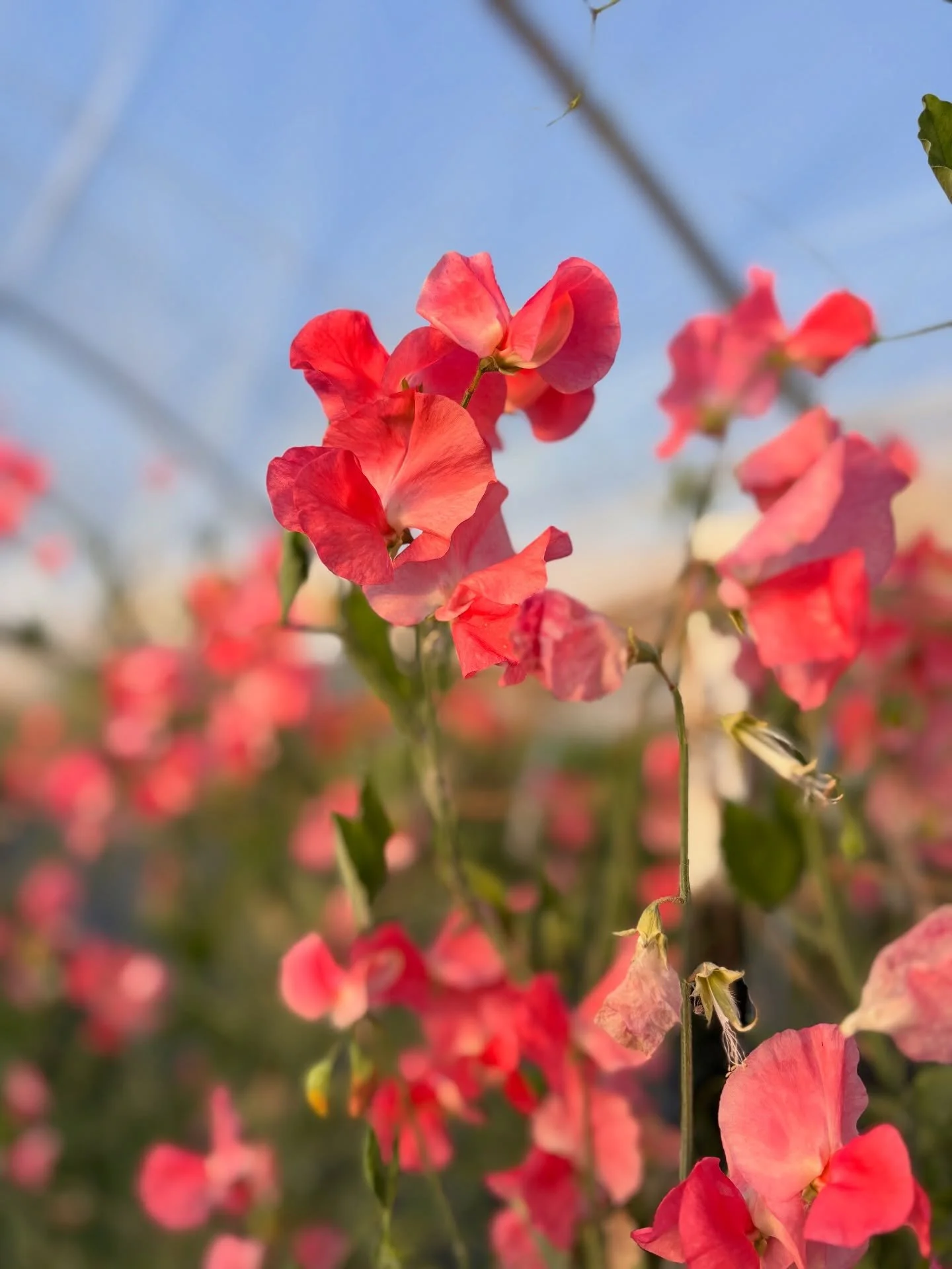 Maloy and Prince of Orange are still ripening a whole bunch of seed in the tunnels so if you don&rsquo;t catch it this weekend when we open the seed shop, try not to worry. It&rsquo;s just taking a little longer and I&rsquo;ll have more of it in Janu