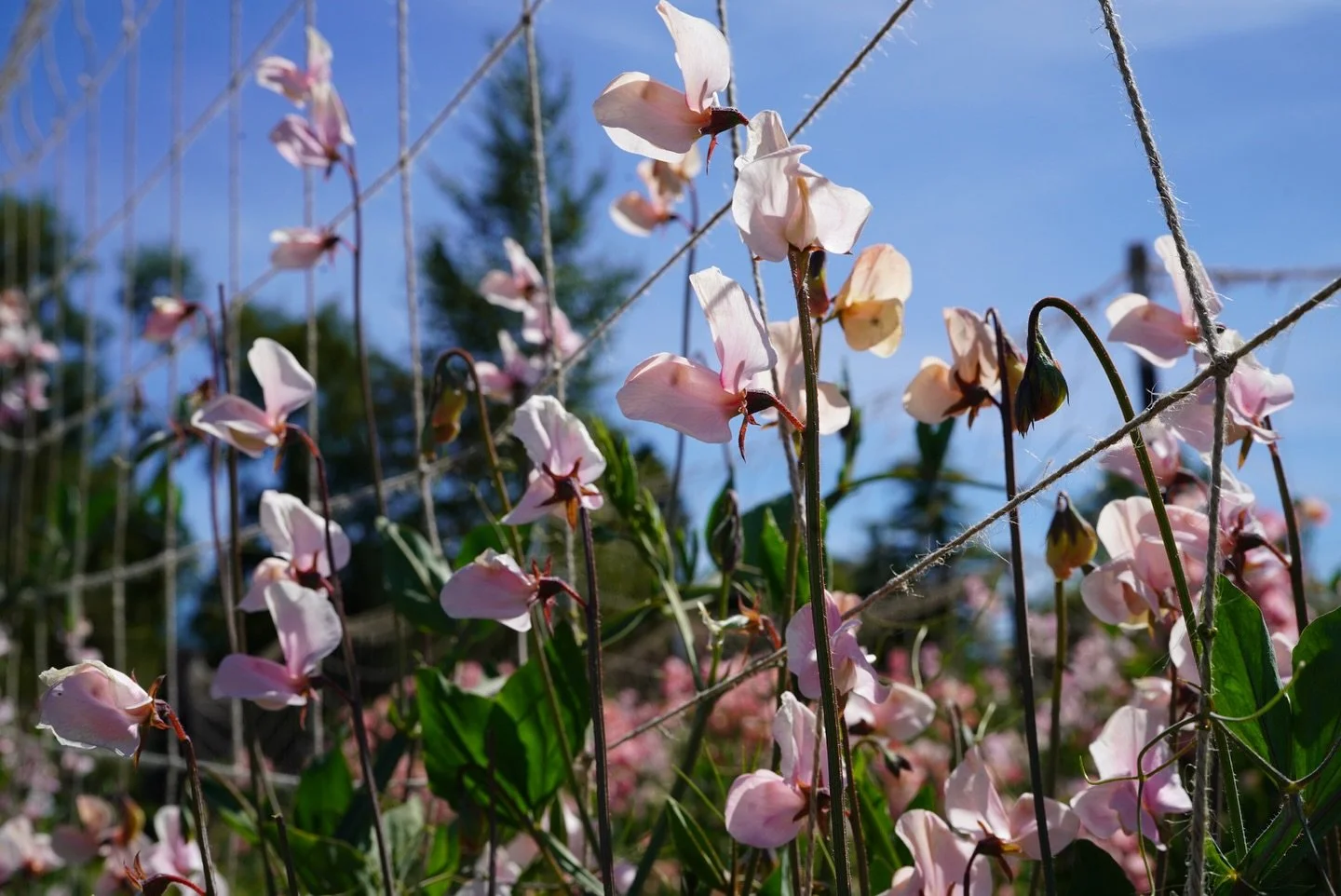 The sweet pea shop is now open! Head over to songbirdseeds.com/shop and get started on your 2026 garden planning. 💕