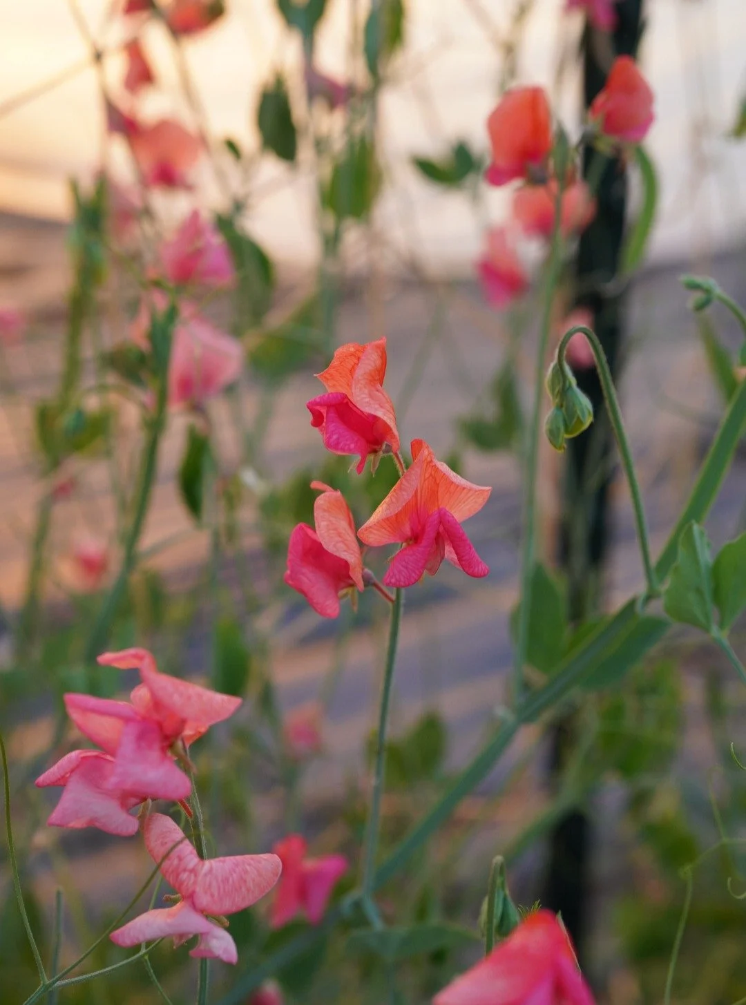 We're finalizing our plans for 2026 and while there's still time, which varieties would you like us to grow or grow more of?

Pictured: Prince of Orange, Kings Ransom, and Castle of Mey, which are all obvious responses to this question.