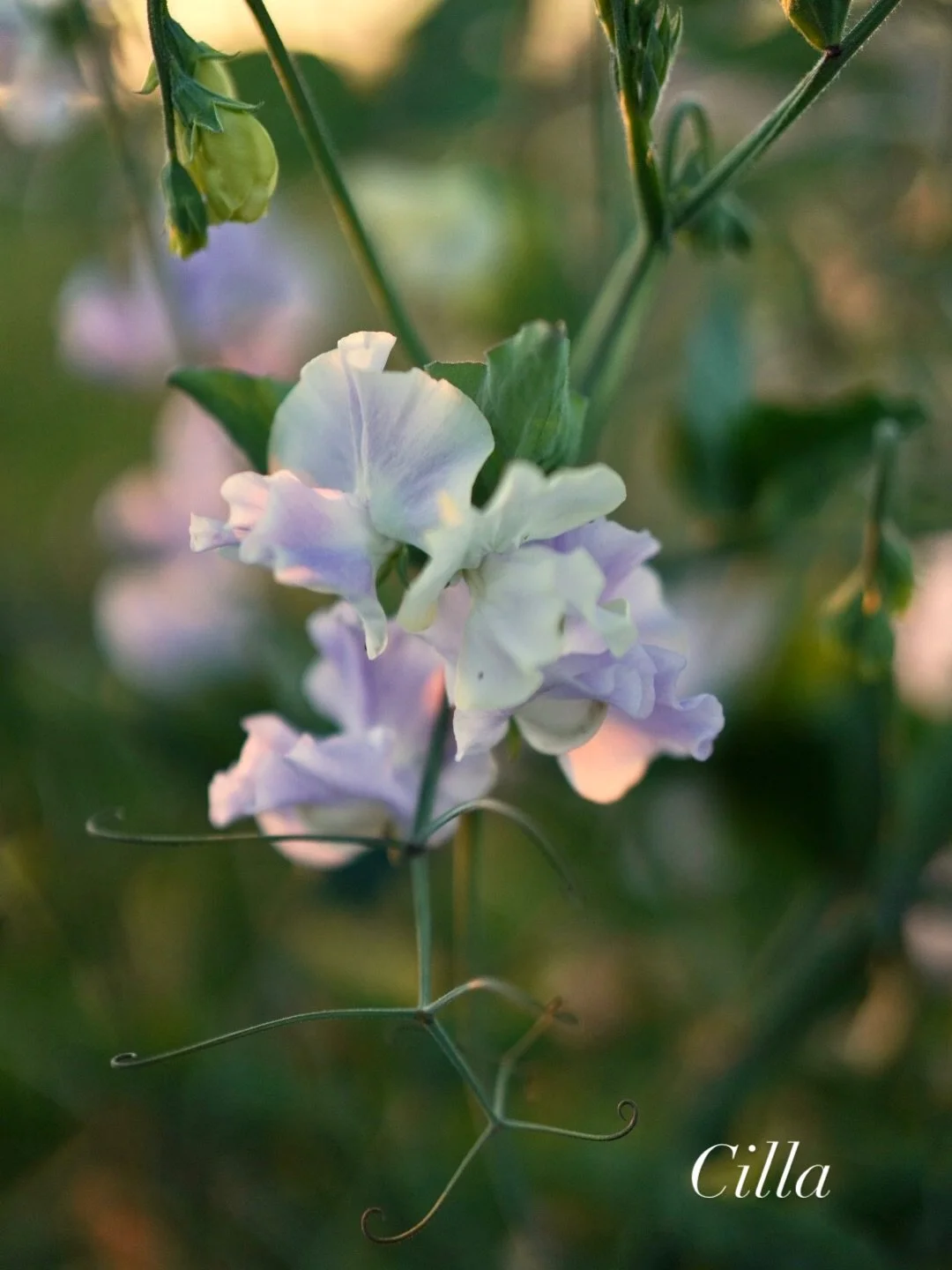 I&rsquo;ve been dreaming up a little bit of fun that I *think* I&rsquo;ll be able to show you on Friday, but until then, here are the standouts from the 2025 field.  It&rsquo;s hard for me to pick favorites, because context is everything, but these f