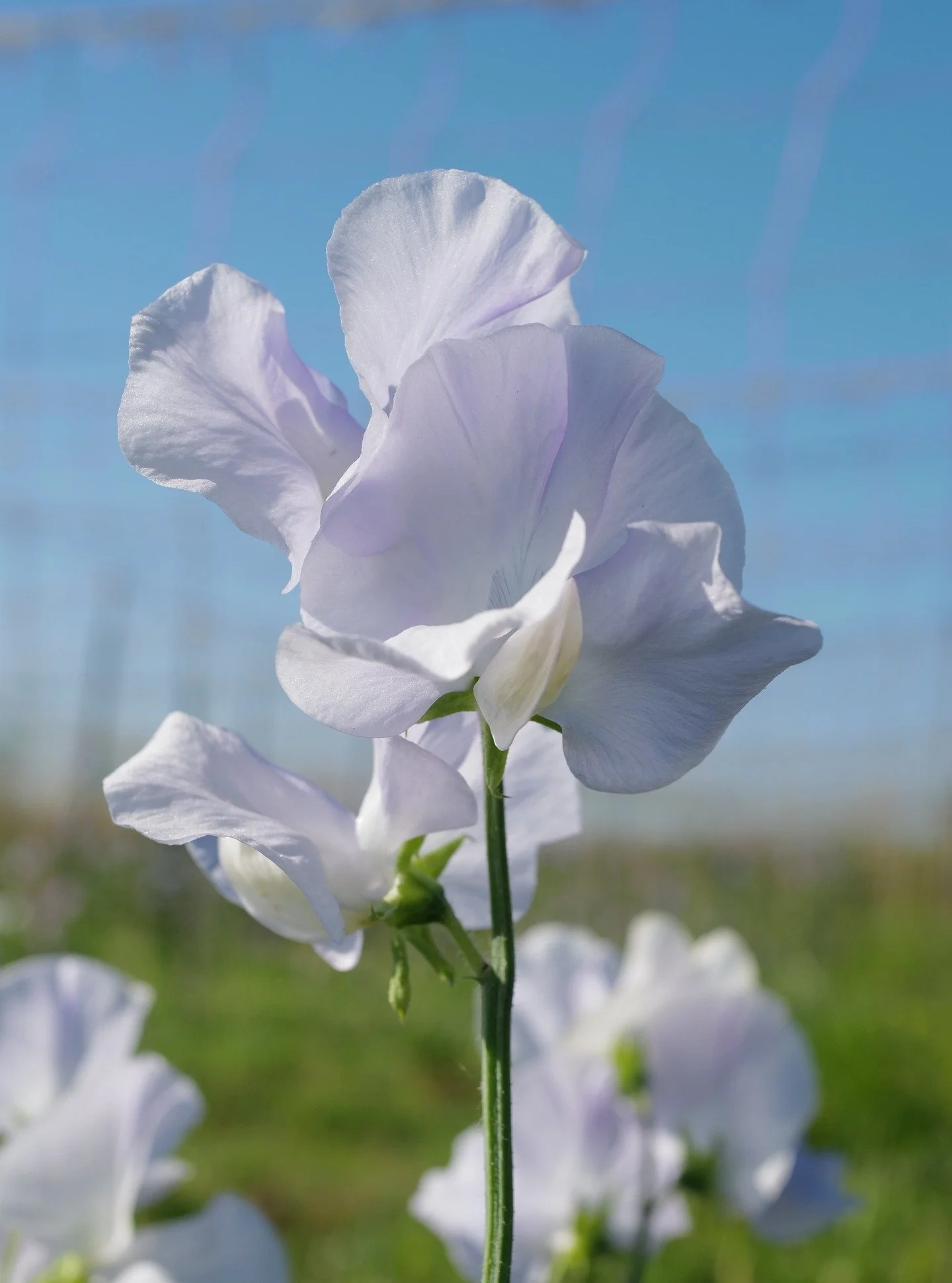 Remembering when the skies were blue and the sweet pea field wasn't under water.

Thanks for all of the very kind check-ins. There is an awful lot of water, but the river is still where it should be. The worst of it is forecasted for tomorrow night. 