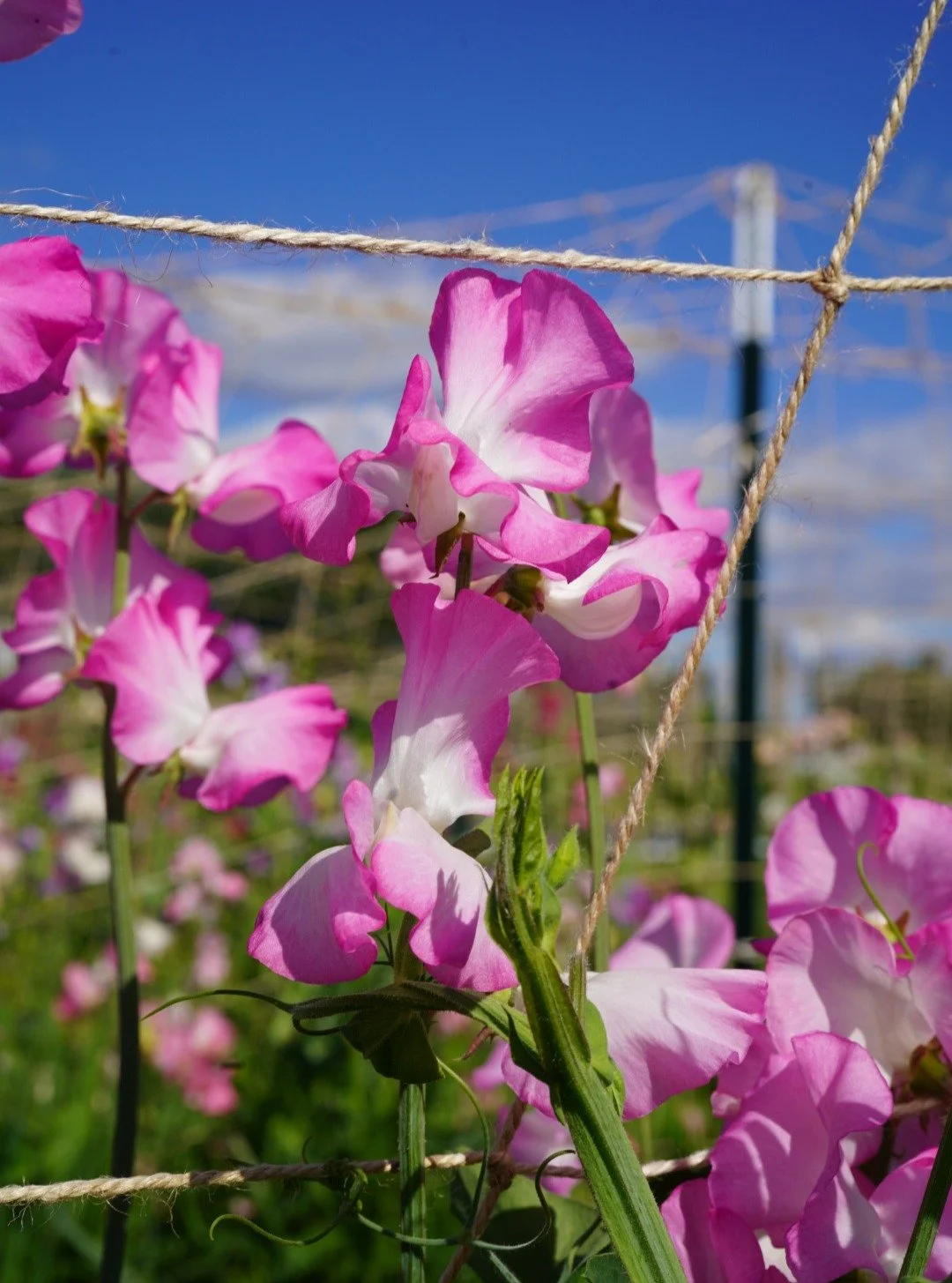 Packing up orders to send out into the world today while we keep an eye on the river and forecast.

We are definitely the lucky ones. So many photos and videos of devastation have reached us from other rivers and towns up the Skagit. For our part, th