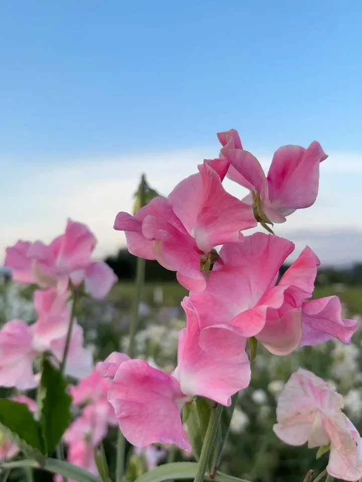 I&rsquo;ve been thinking a lot about growth over the last few heartbreaking days.  When something - I&rsquo;m thinking about this in garden terms so we&rsquo;ll just call it a plant - gets bigger than its container, one of two things can happen. The 