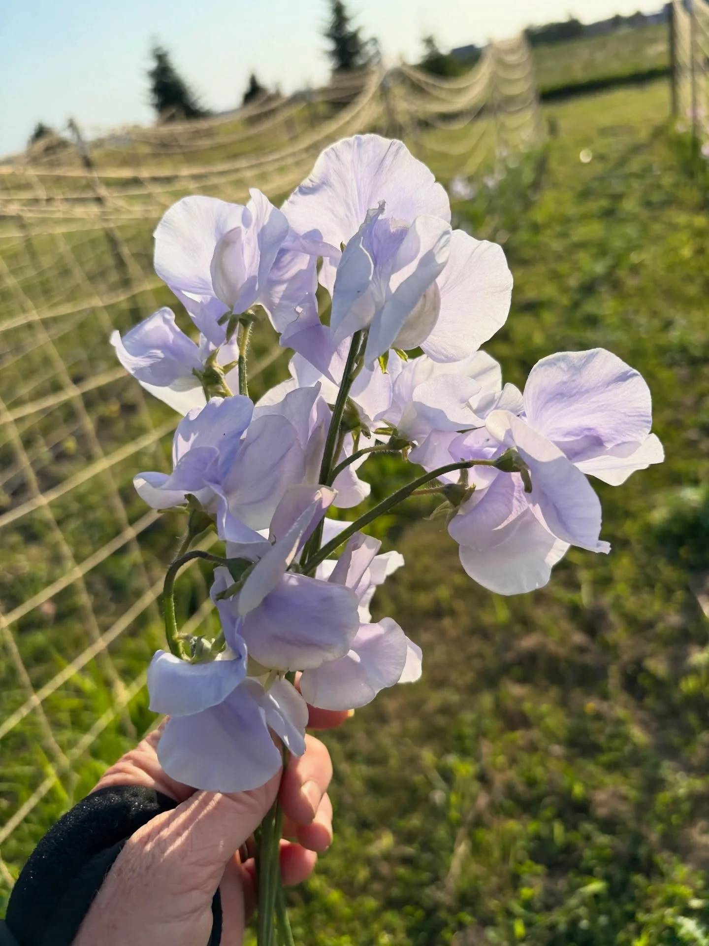 I&rsquo;m asked regularly by gardeners just discovering their love of sweet peas which varieties bloom earliest and which have the longest stems.  The answer to the second question has more to do with growing environment than variety (although Spence
