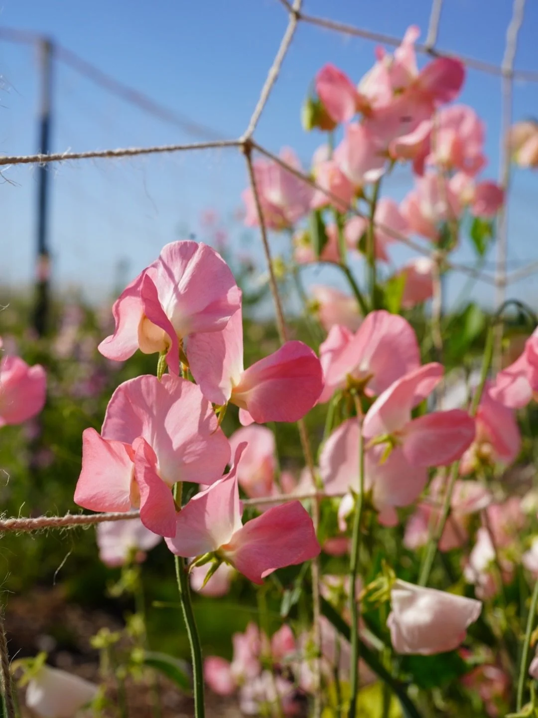I just spent a little bit of time cleaning up the website and moving sweet pea varieties that are still in stock to  the front of the line so you can find them more easily!

It&rsquo;s not too late to start sweet peas, and with all of the challenges 
