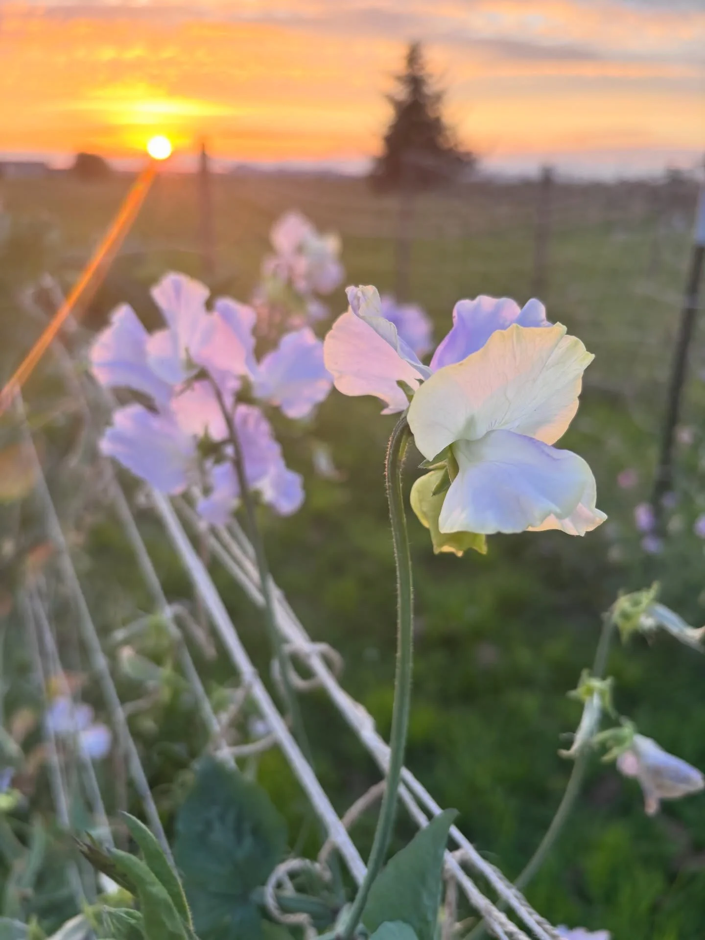 I&rsquo;m pretty regularly asked which variety is my favorite and if we&rsquo;re being very frank, the answer is &ldquo;any one that successfully grows with the least amount of faff.&rdquo; 

That being said, there are a few that stop me in my tracks