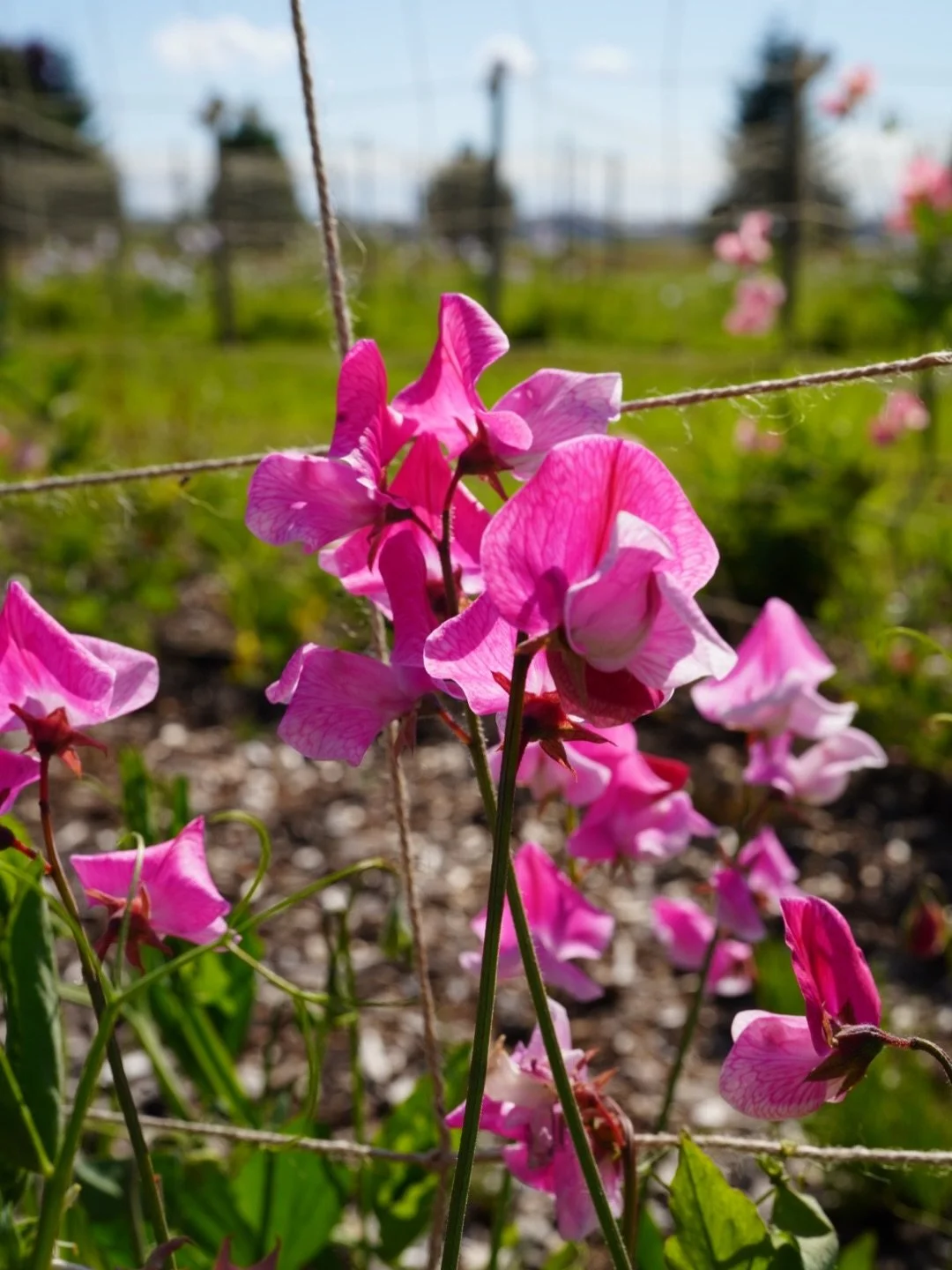 &ldquo;Things take the time they take.
Don&rsquo;t worry.
How many roads did St. Augustine follow before he became St. Augustine?&rdquo;
- Mary Oliver

As a person who for her whole life has felt like she&rsquo;s arrived to the place she&rsquo;s in a