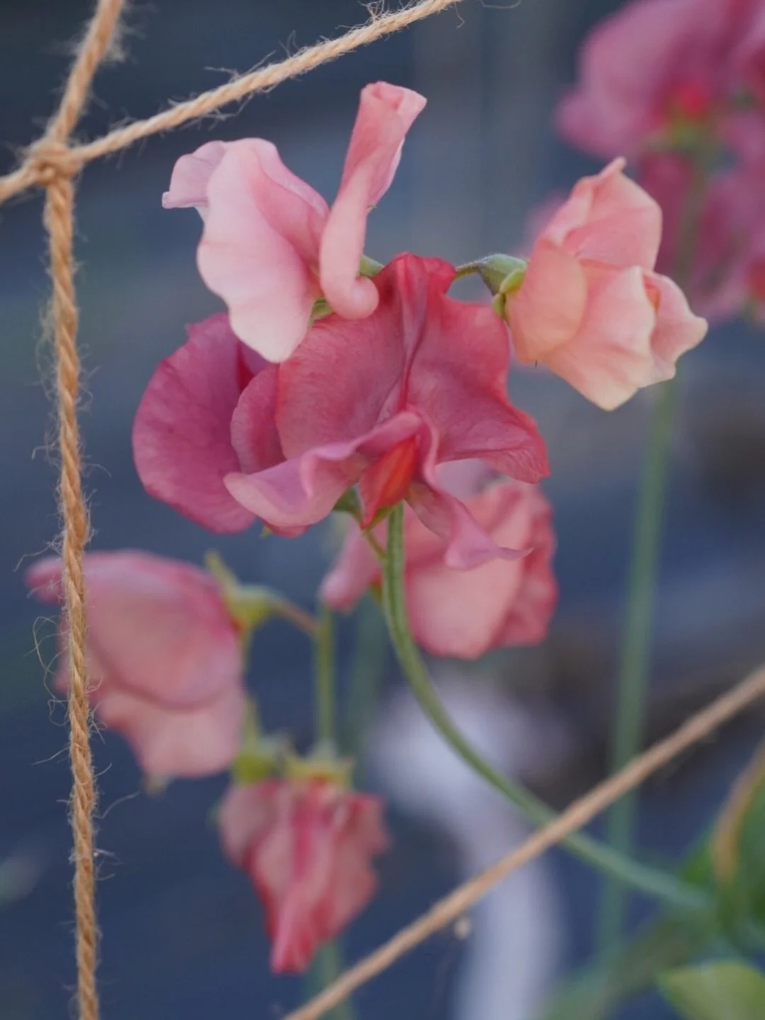 I don&rsquo;t know about you, but if there are too many nice days in a row, my nervous system can&rsquo;t take it. There&rsquo;s no natural pause, or palette cleanser, or breath. I&rsquo;d be a terrible southern Californian. Even the photos are too m
