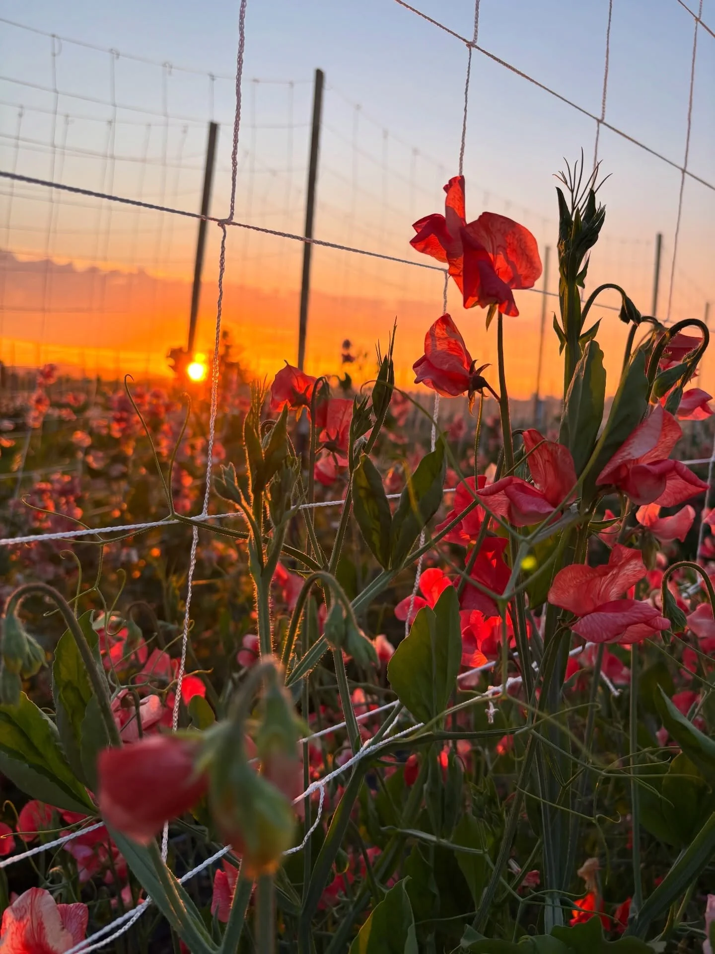 It&rsquo;s been a spectacular week for sunsets which is when it&rsquo;s been cool enough for me to go out and get vines taped up to the trellising. 

*half the field is not in jute trellis this year because it still has not arrived. Nearly a month af