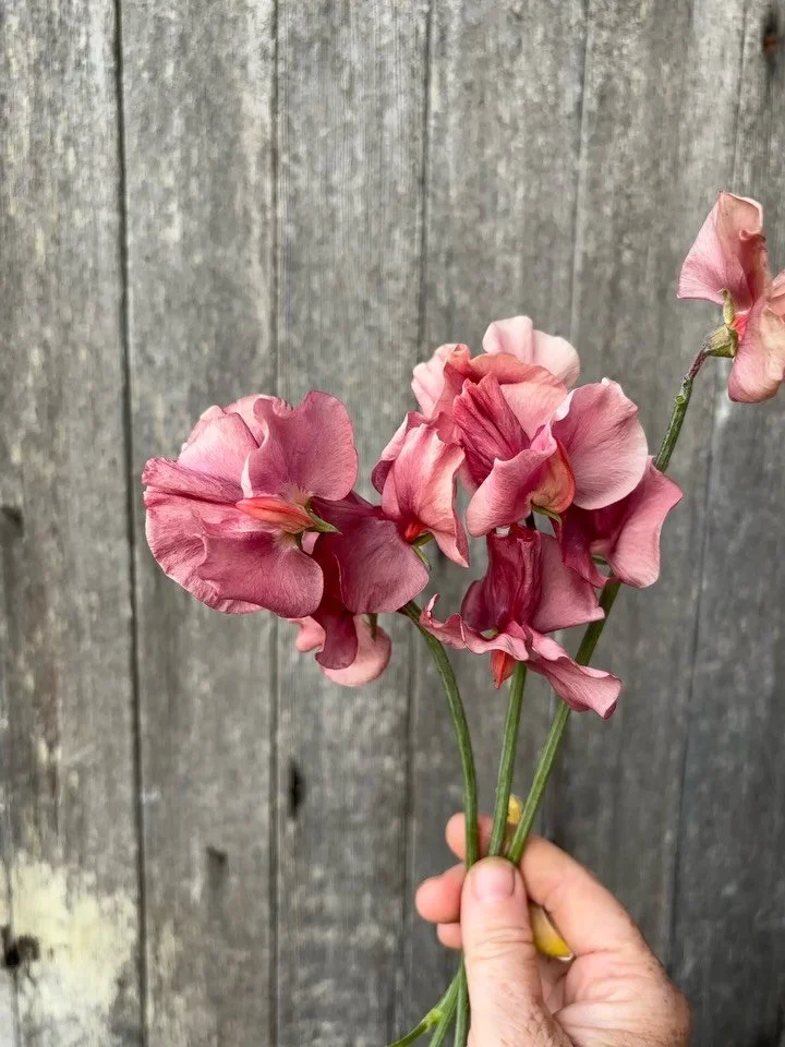 Leave it to the sweet pea world to make a flower controversial... 😉 I jest! Sort of. Kings Ransom is a polarizing flower apparently. Either you&rsquo;re all in or you can&rsquo;t stand the hype. 

I choose the middle ground. Early season KR is prett