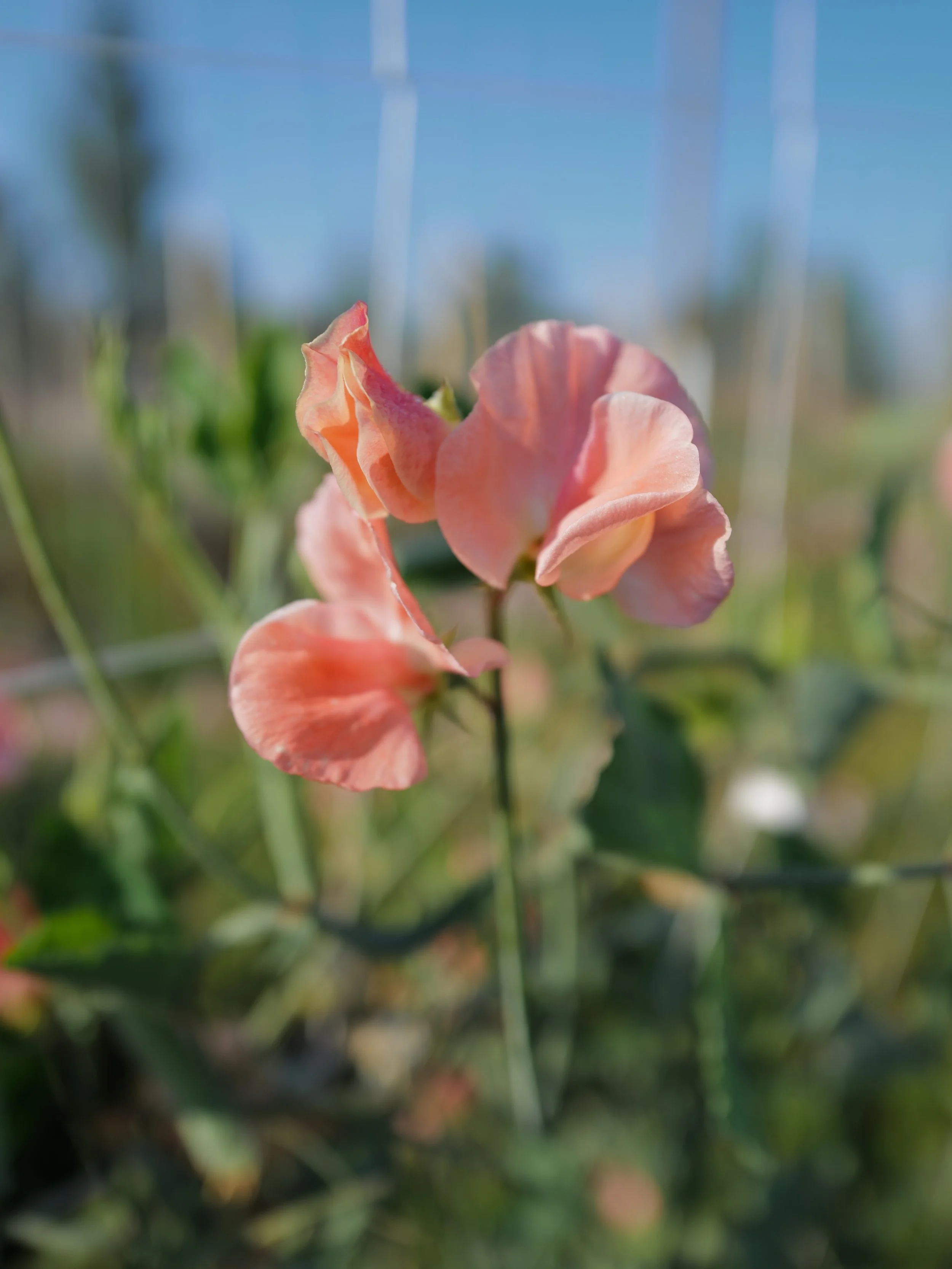 A few more highlights from Picture Day(s)

Apricot Queen

#sweetpeaseed #cottagegarden #sweetpeas

Lilac Romance

Maestro

Alison

Turquoise Lagoon, before shift

Turquoise Lagoon, after shift

Ella Mountbatten

Jilly

Mollie Rilstone

Castle of Mey
