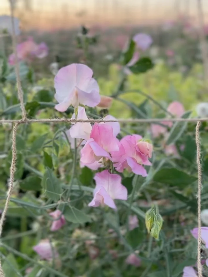 A new queen has been crowned. I cannot stop looking at this flower. It looks like a whole new color from every angle and then the light shifts a little and it magics into a color that can&rsquo;t really be described. Beautiful, delicate, fragrant, an