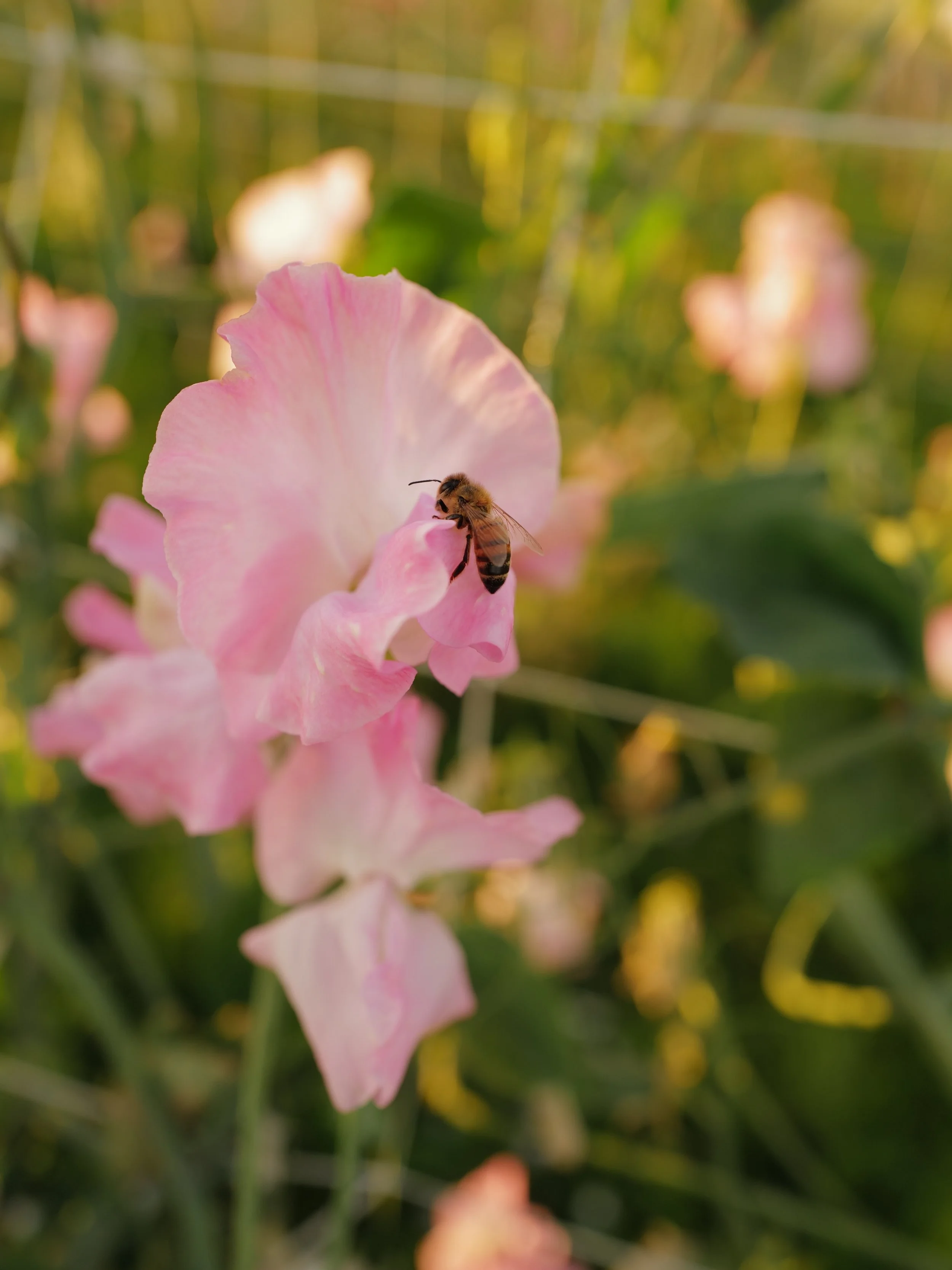 I&rsquo;ve been head down finalizing the layout for the September volume of the sweet pea periodical and I couldn&rsquo;t help but share some of the photos I&rsquo;ve been able to get in the field on these beautiful, cloud covered mornings and gentle
