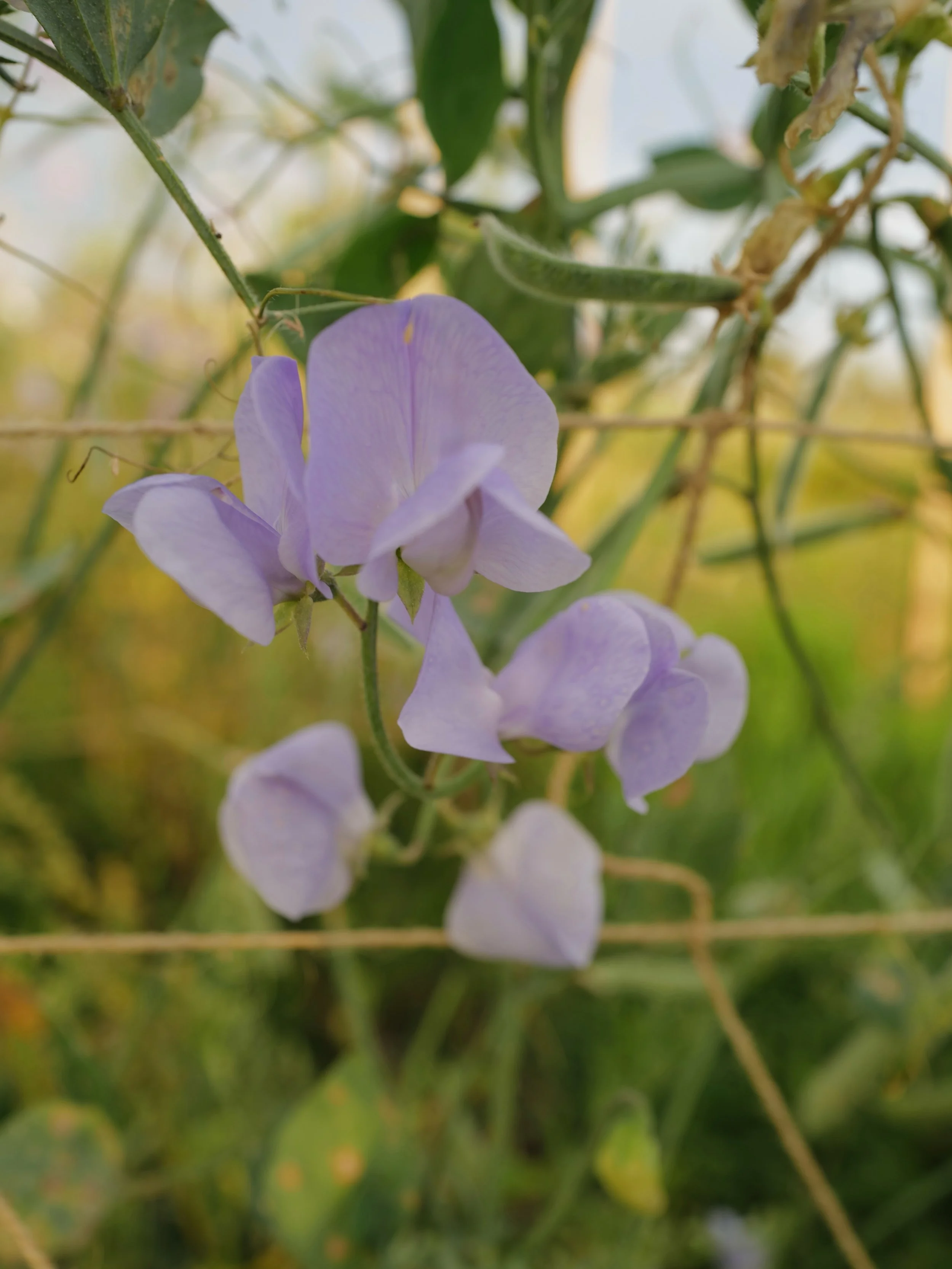 A moment on the grid to celebrate the daintiest varieties. We focus so much attention on the biggest, fluffiest, longest stemmed varieties and I think sometimes forget that these beautiful littler varieties are just over here holding up their side. 
