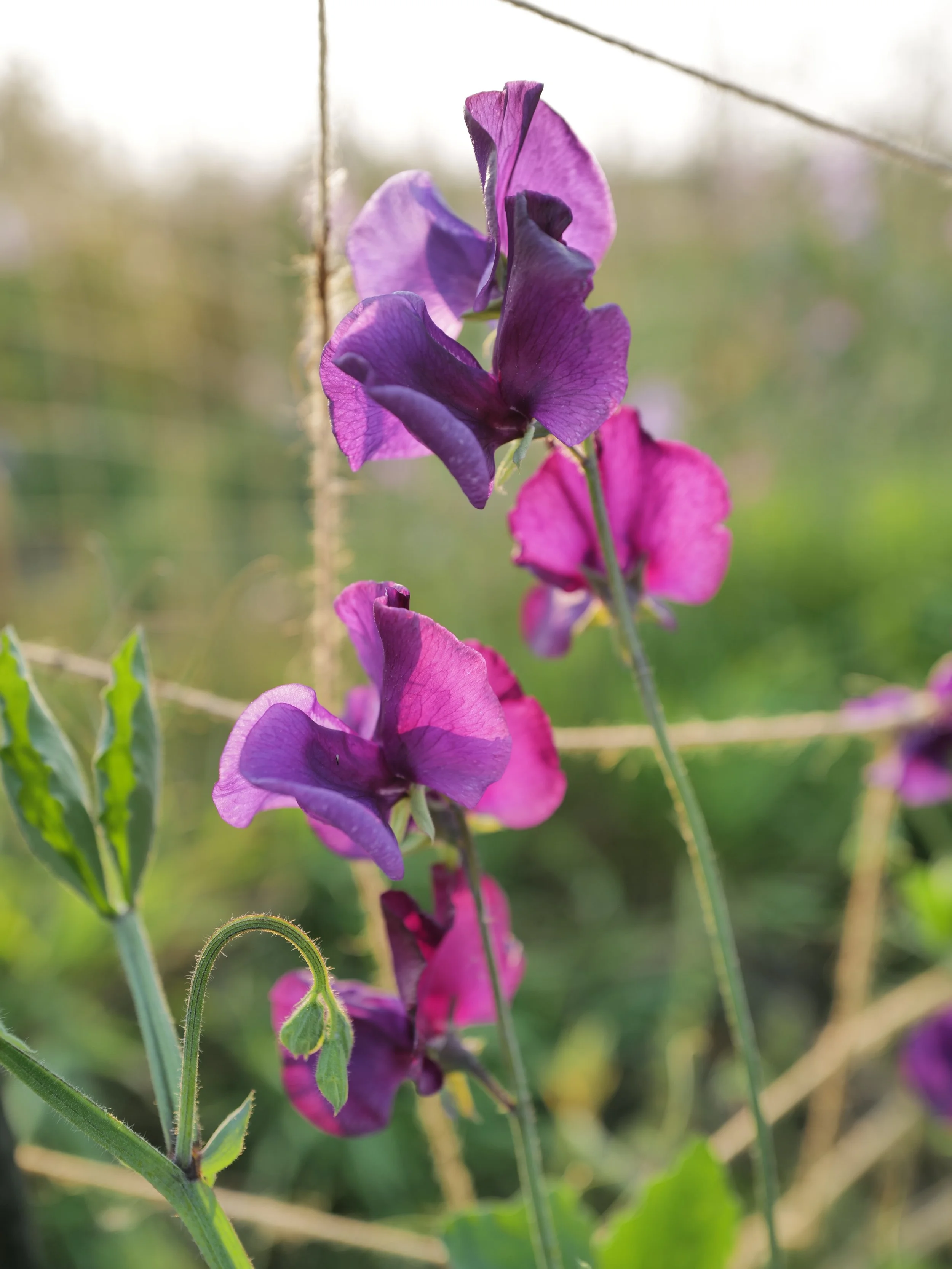 Just before sunset last night, I made it out to the field with the good camera to see if I could catch some of the increasingly fleeting sweet pea blooms. Getting them good water this week and finishing the job of getting them up on their netting to 