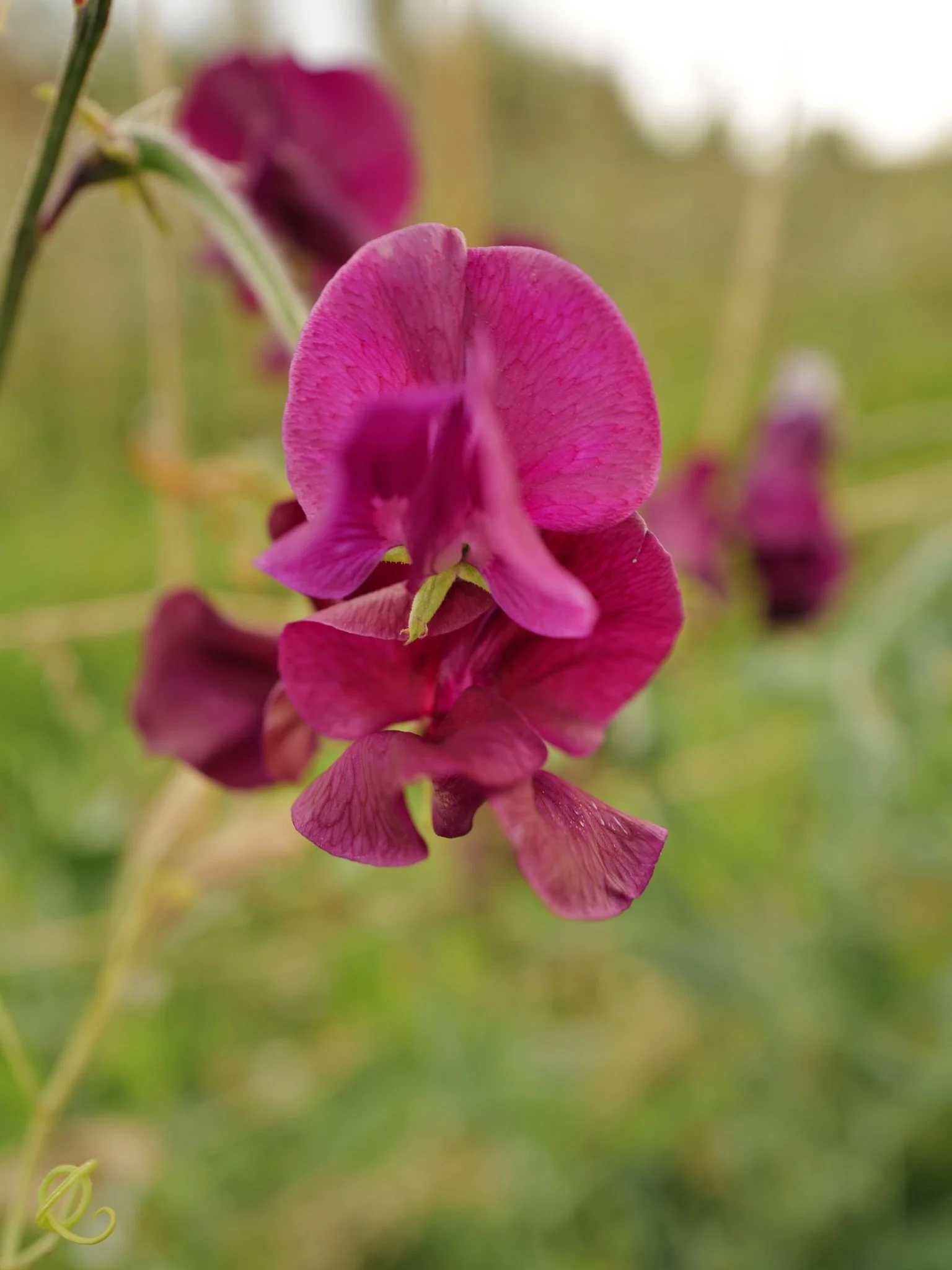 As I was showing a couple of friends through the field yesterday, I kept trailing off in the middle of sentences because I&rsquo;d notice that the new buds of Kingfisher are a little greener, or that the Kings Ransom plants are now over 9 feet tall a