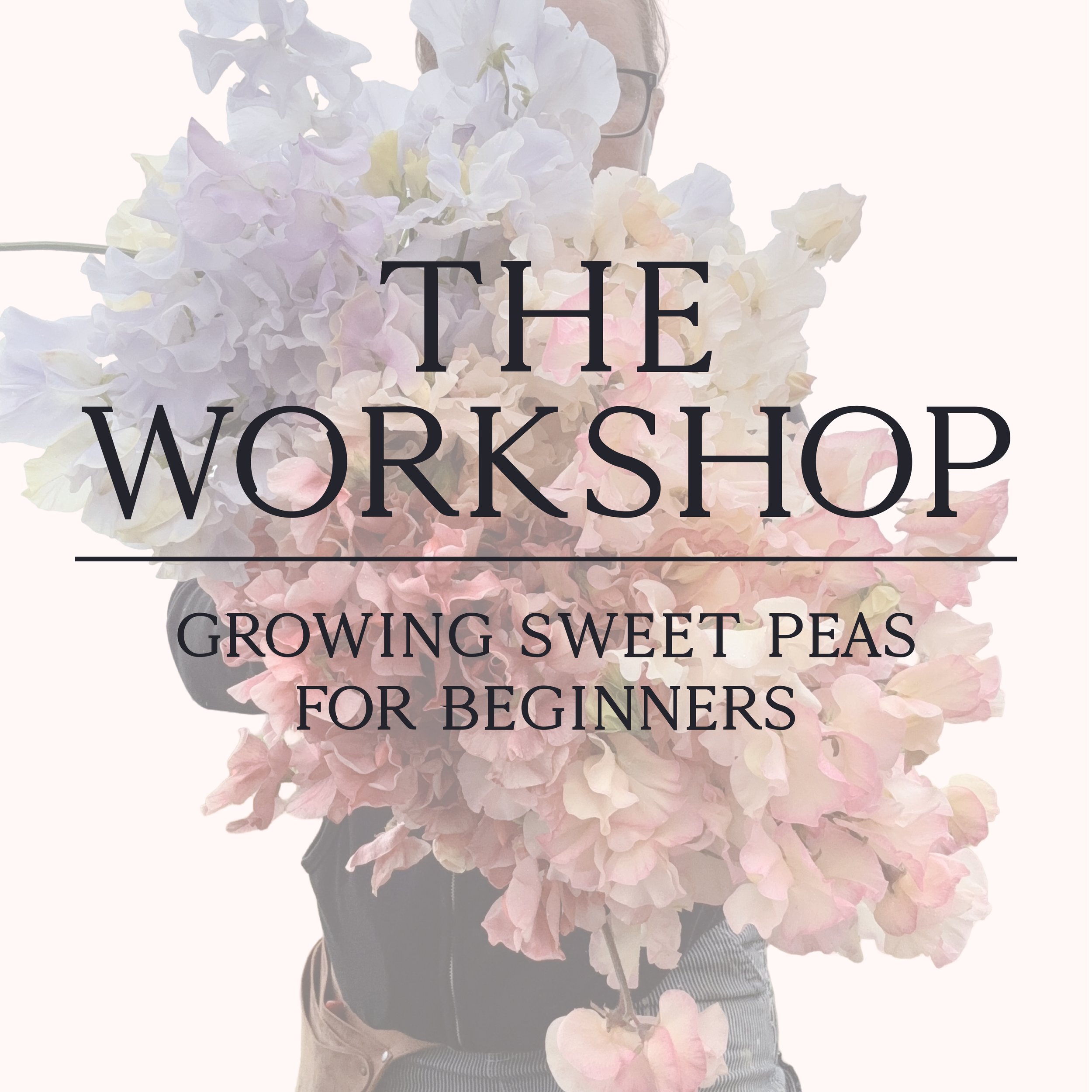Growing Sweet Peas for Beginners - Oct 17, 10am - 12pm