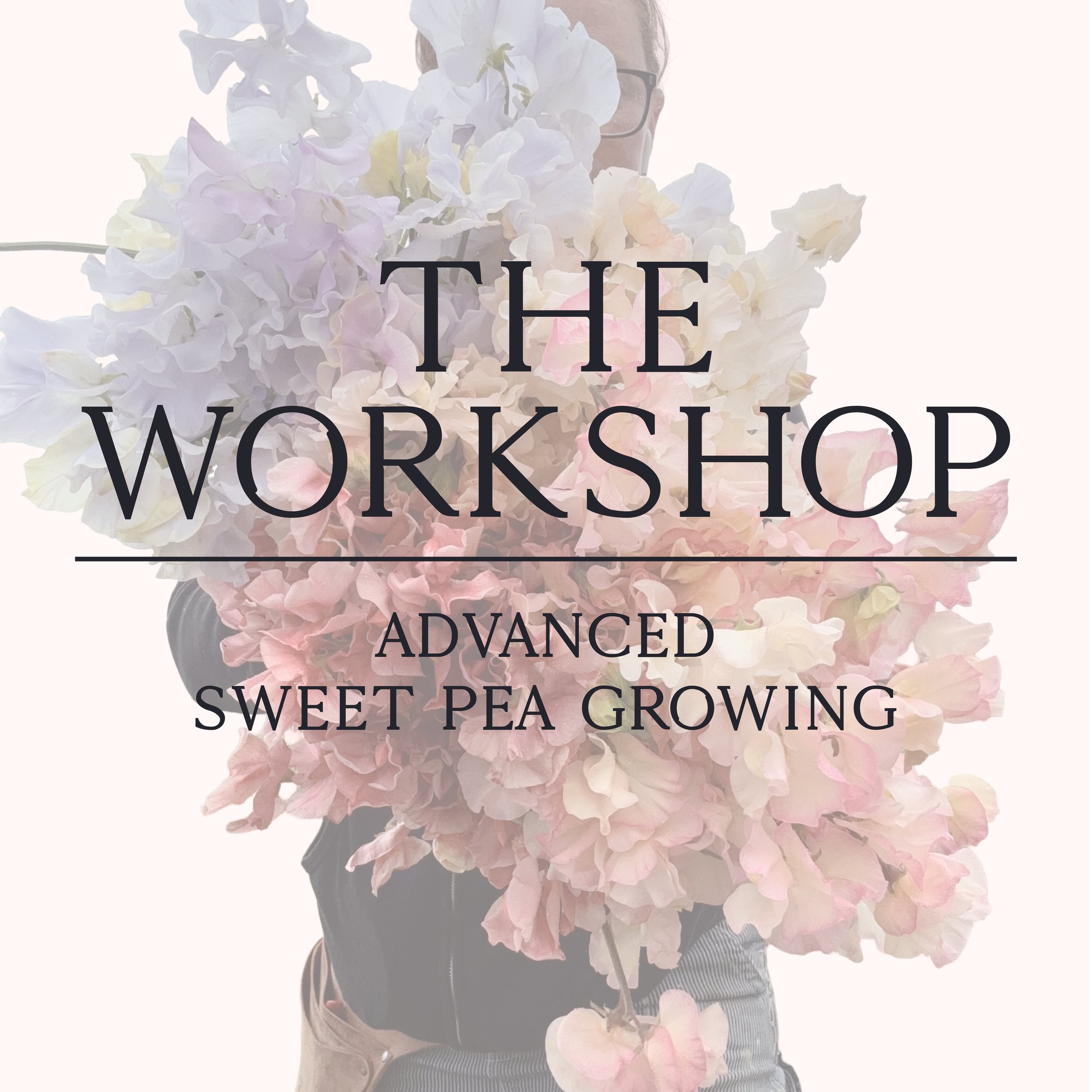Advanced Sweet Pea Growing - Oct 24, 10am - 12pm