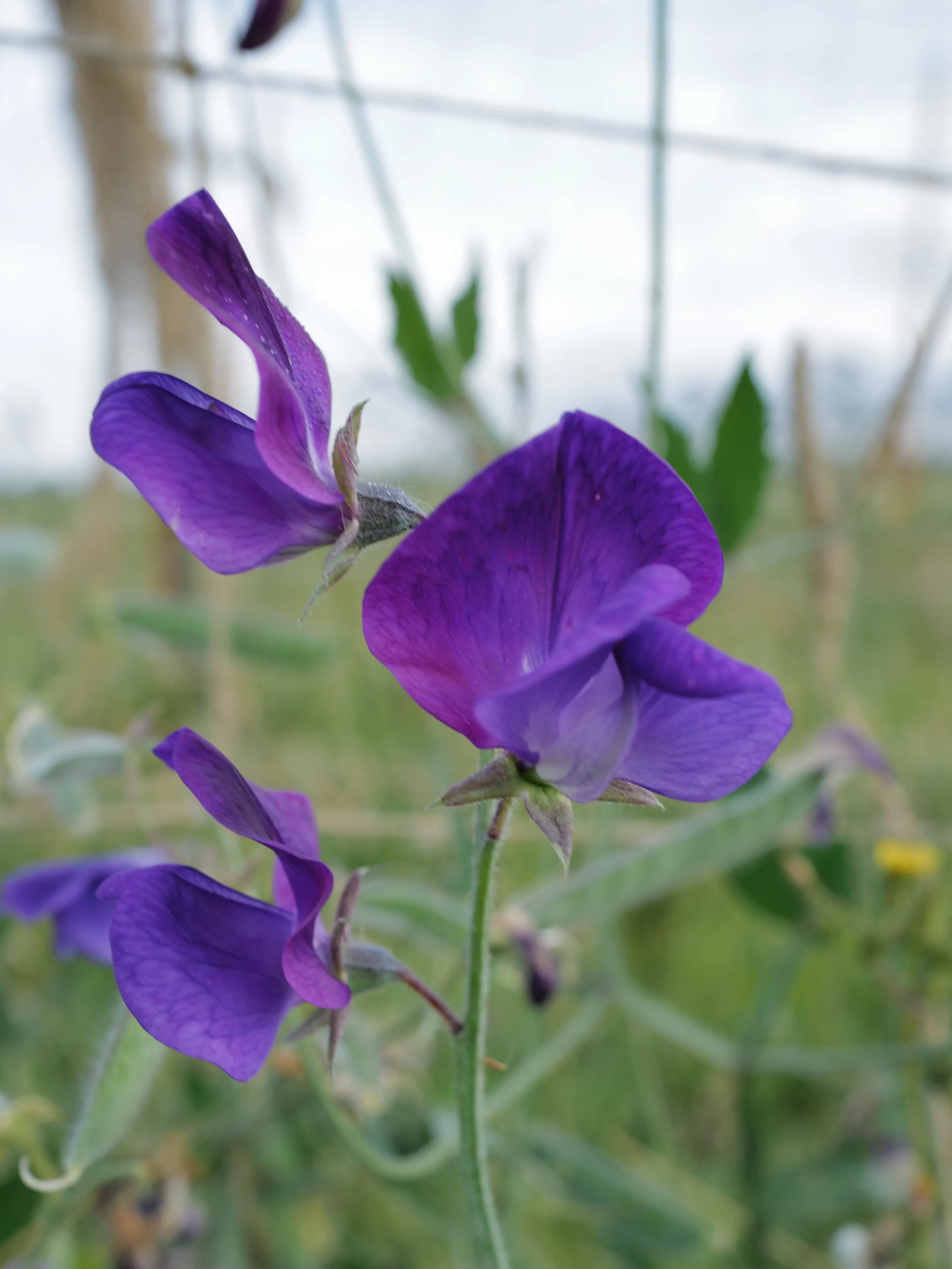 It&rsquo;s hard to believe that we&rsquo;re just over 2 weeks away from the launch of the 2026 sweet pea seed collection.

The house has become a little bit of a factory with harvesting, shelling, cleaning, packing, and counting all happening at the 