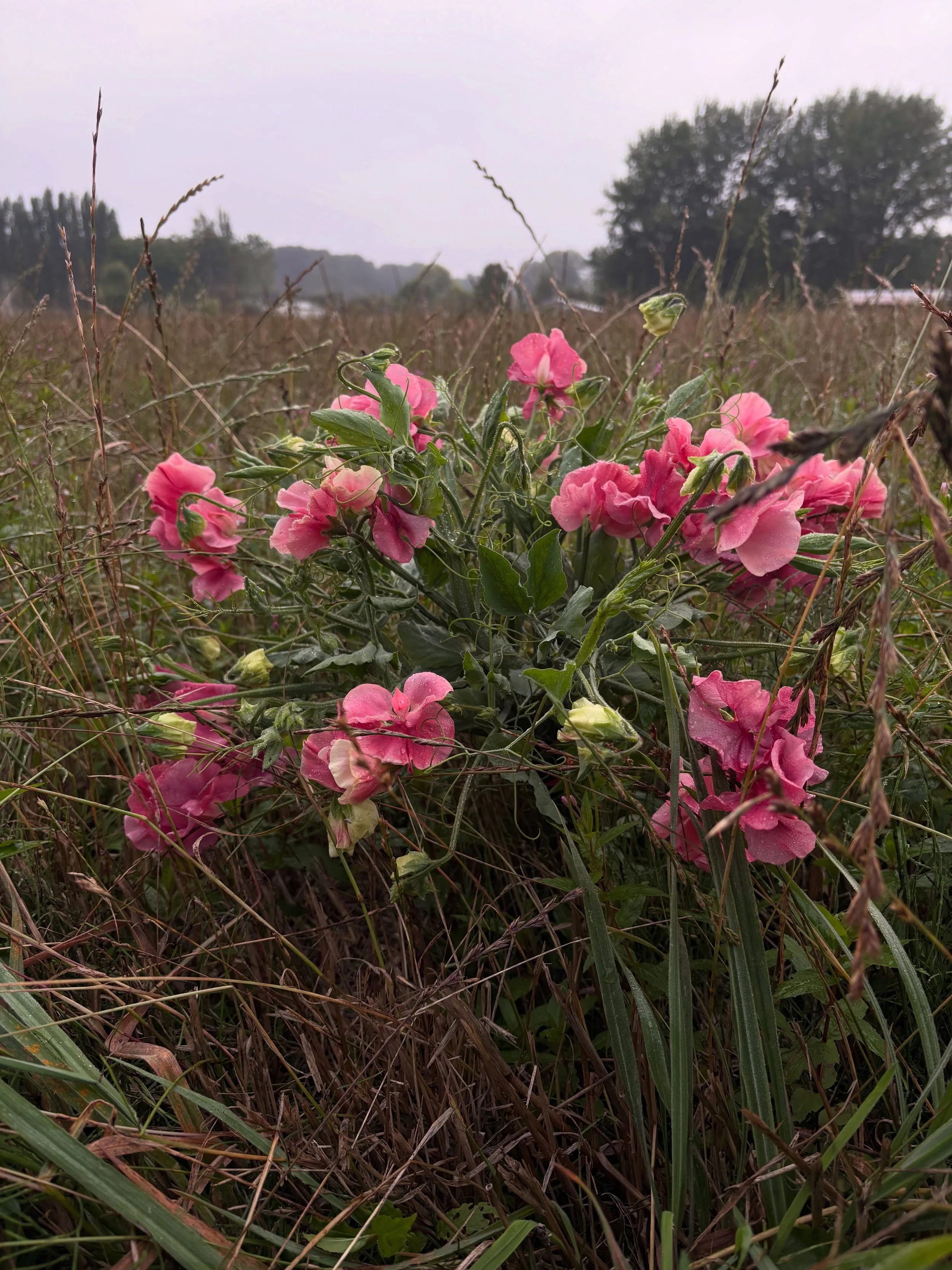 Kings Ransom for a wedding in late September? No problem. 

#sweetpeas #sweetpeaseed #cottagegardenflowers