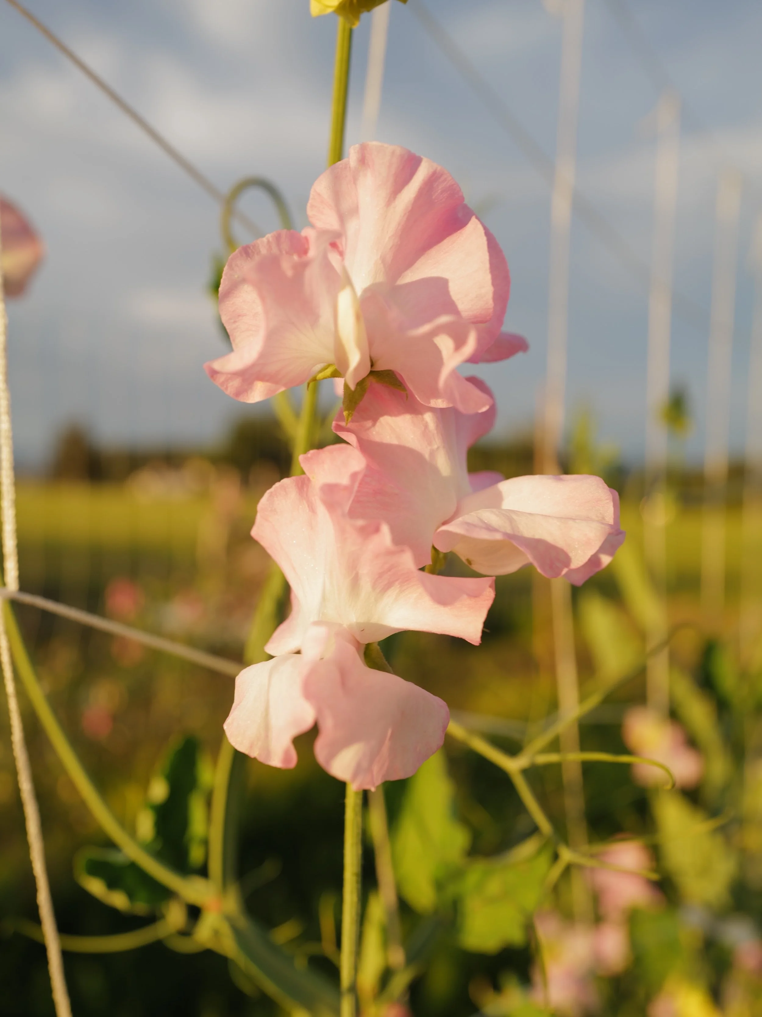 The counts have been finalized for the seed sale and I am thrilled to let you know that there are a few additions to the original list!  A limited number of these varieties will be added to the shop this week. 

1. Pink Pearl
2. Beverly Ann
3. Emma
4