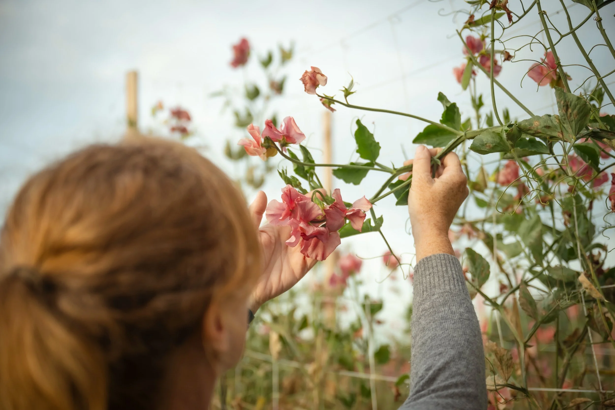 There are just three spots remaining for this Saturday&rsquo;s Advanced Sweet Pea Growing class! 

This live, two-hour workshop is for gardeners and growers who already have experience with sweet peas and want to grow better plants, harvest more flow