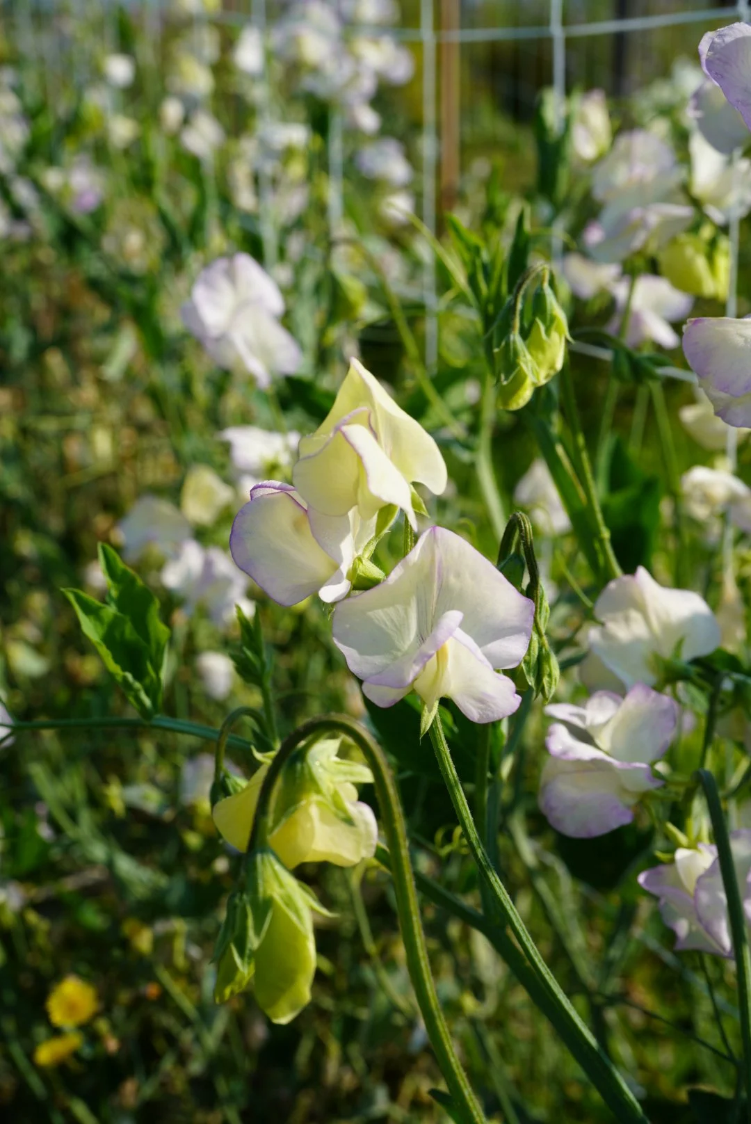 Sweet Pea High Scent