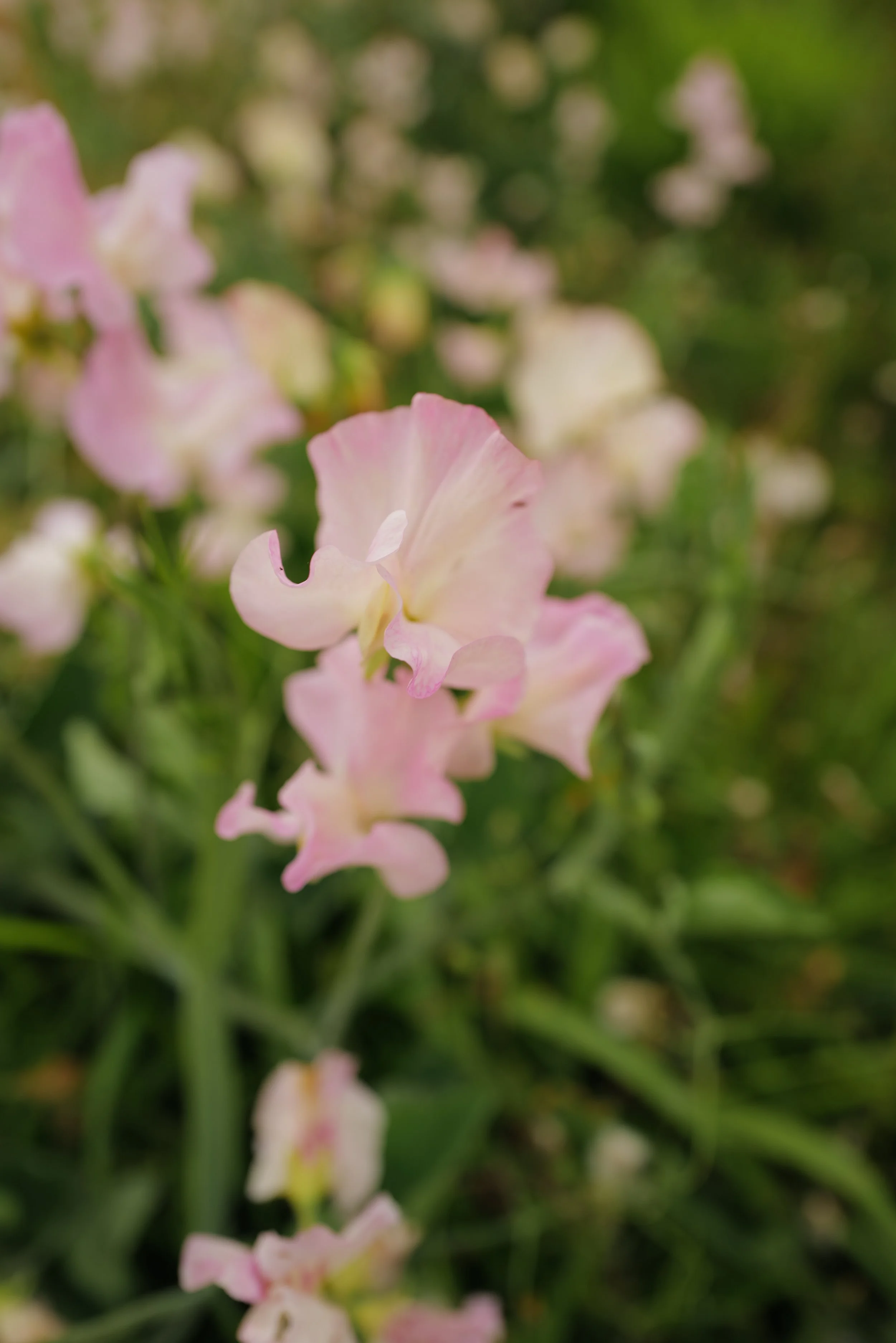 Sweet Pea Lizanne Davies