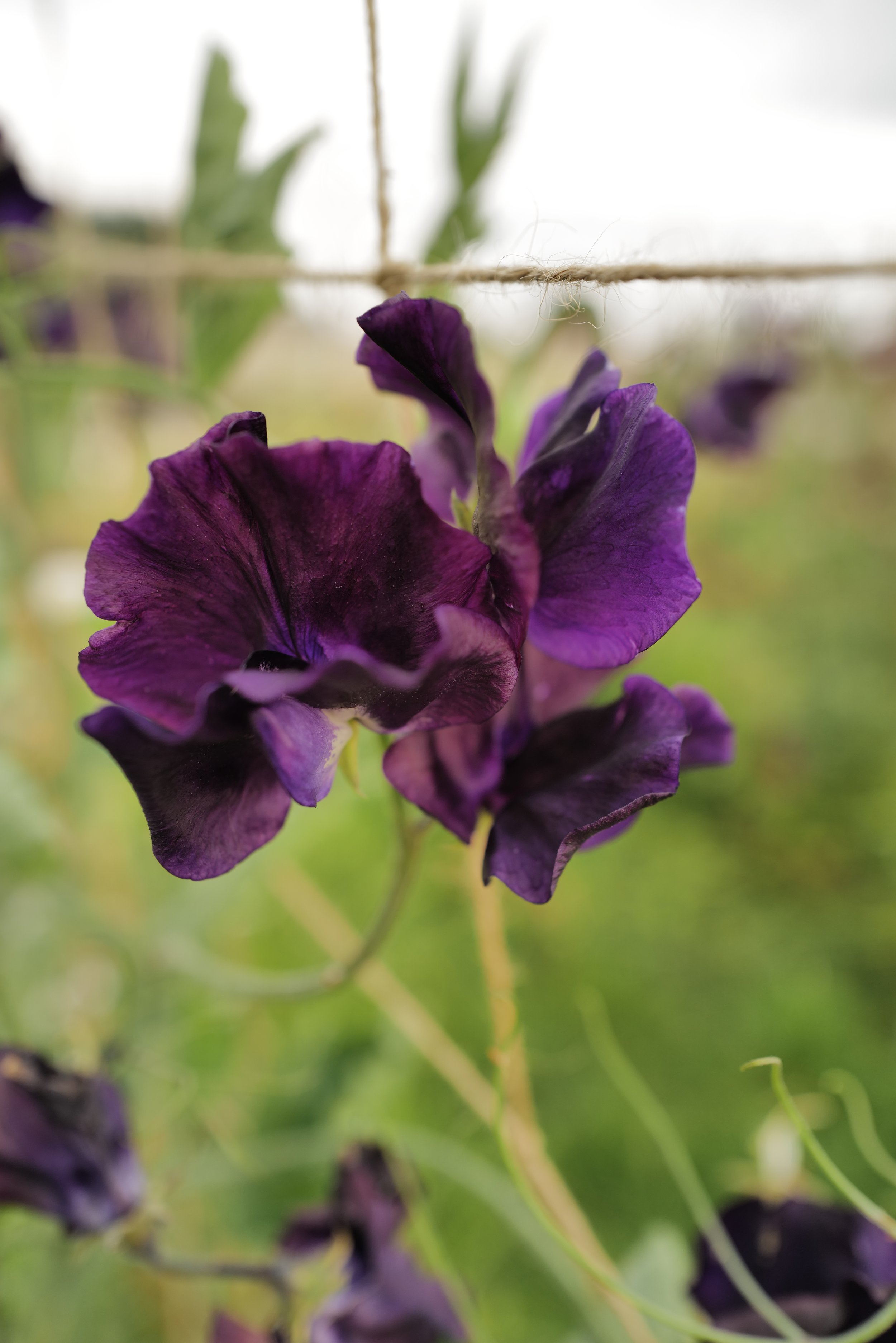 Sweet Pea Hero
