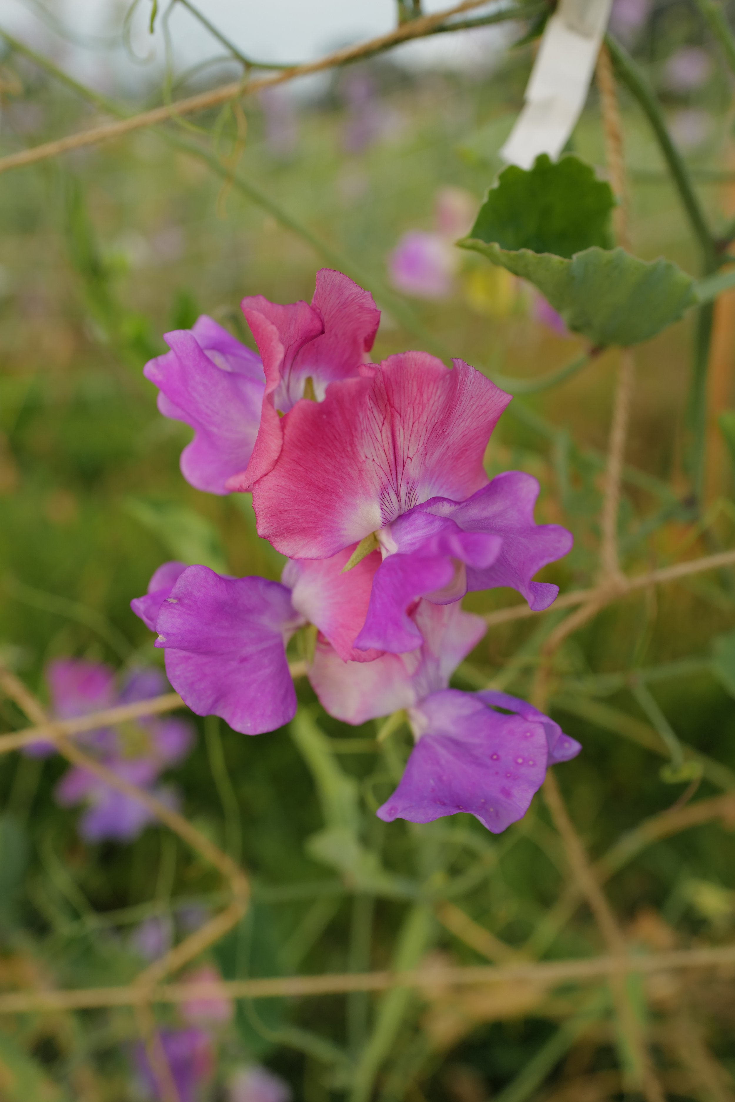 Sweet Pea Ella Mountbatten