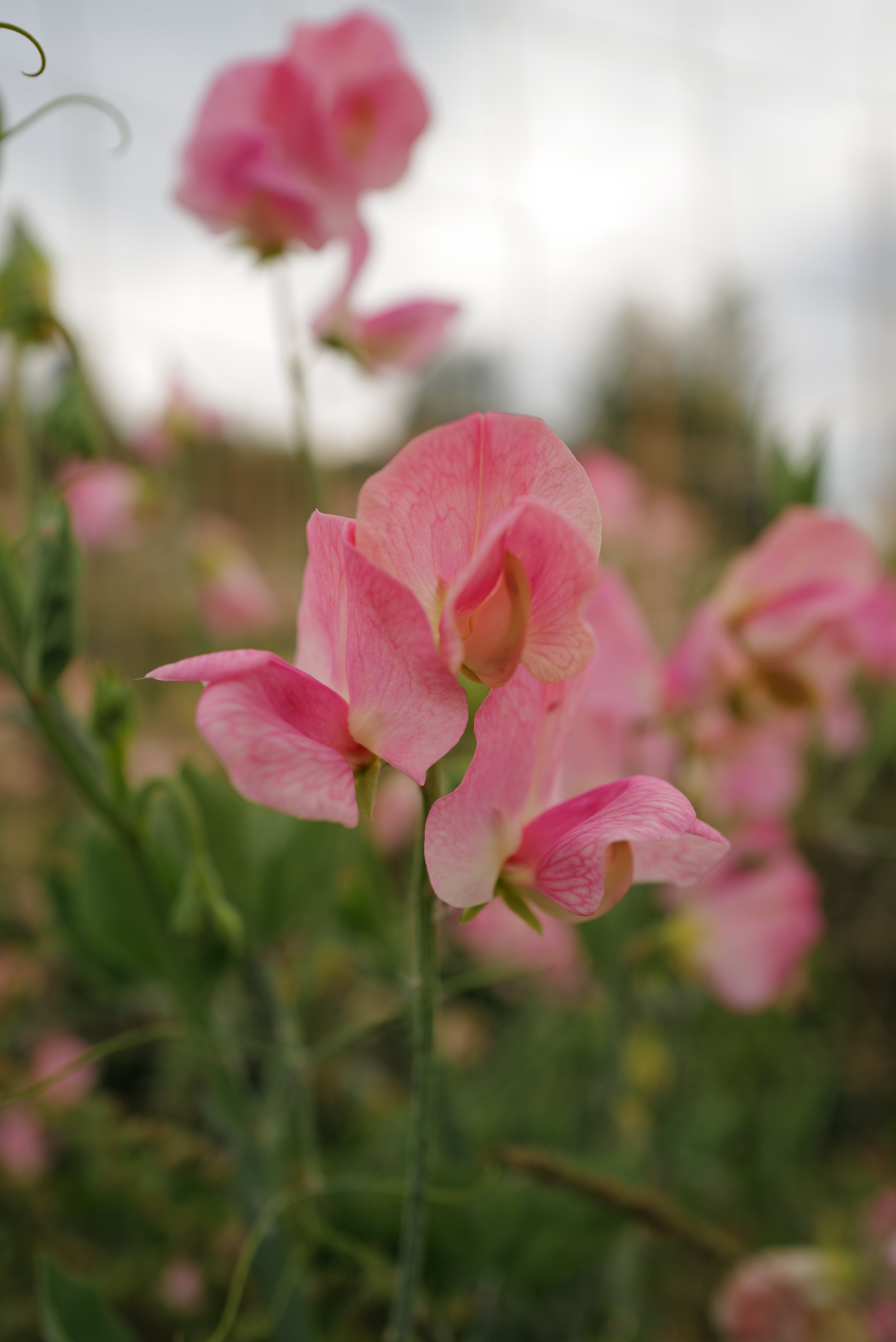 Emily Sweet Pea - Songbird Seed Co..JPG