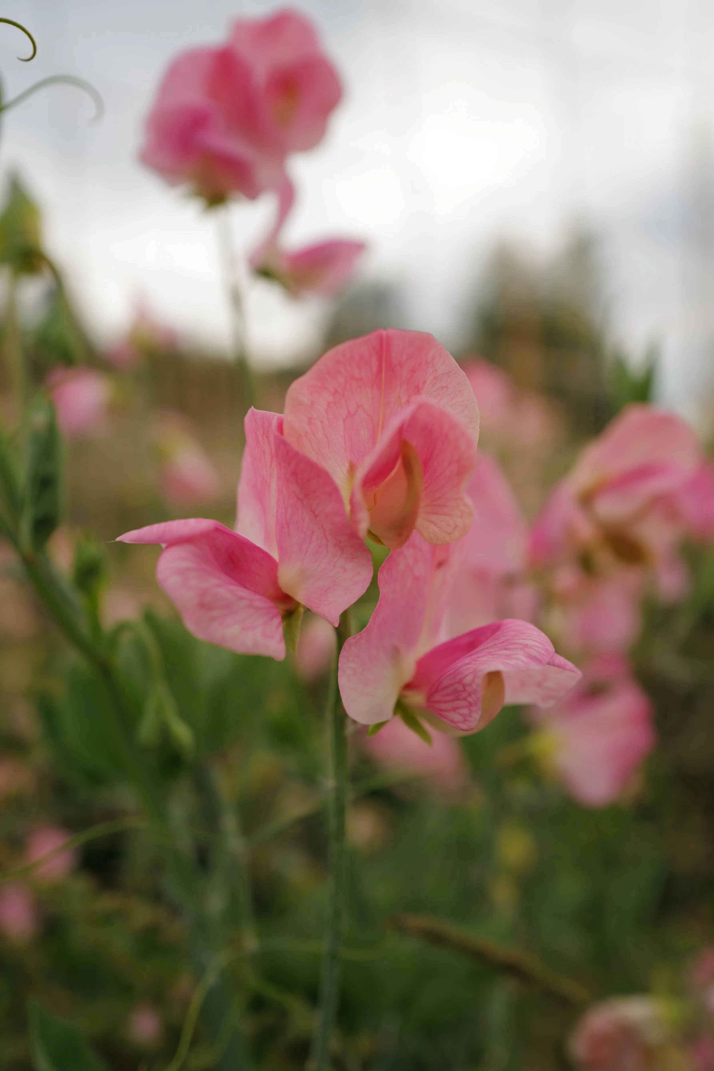 Sweet Pea Emily