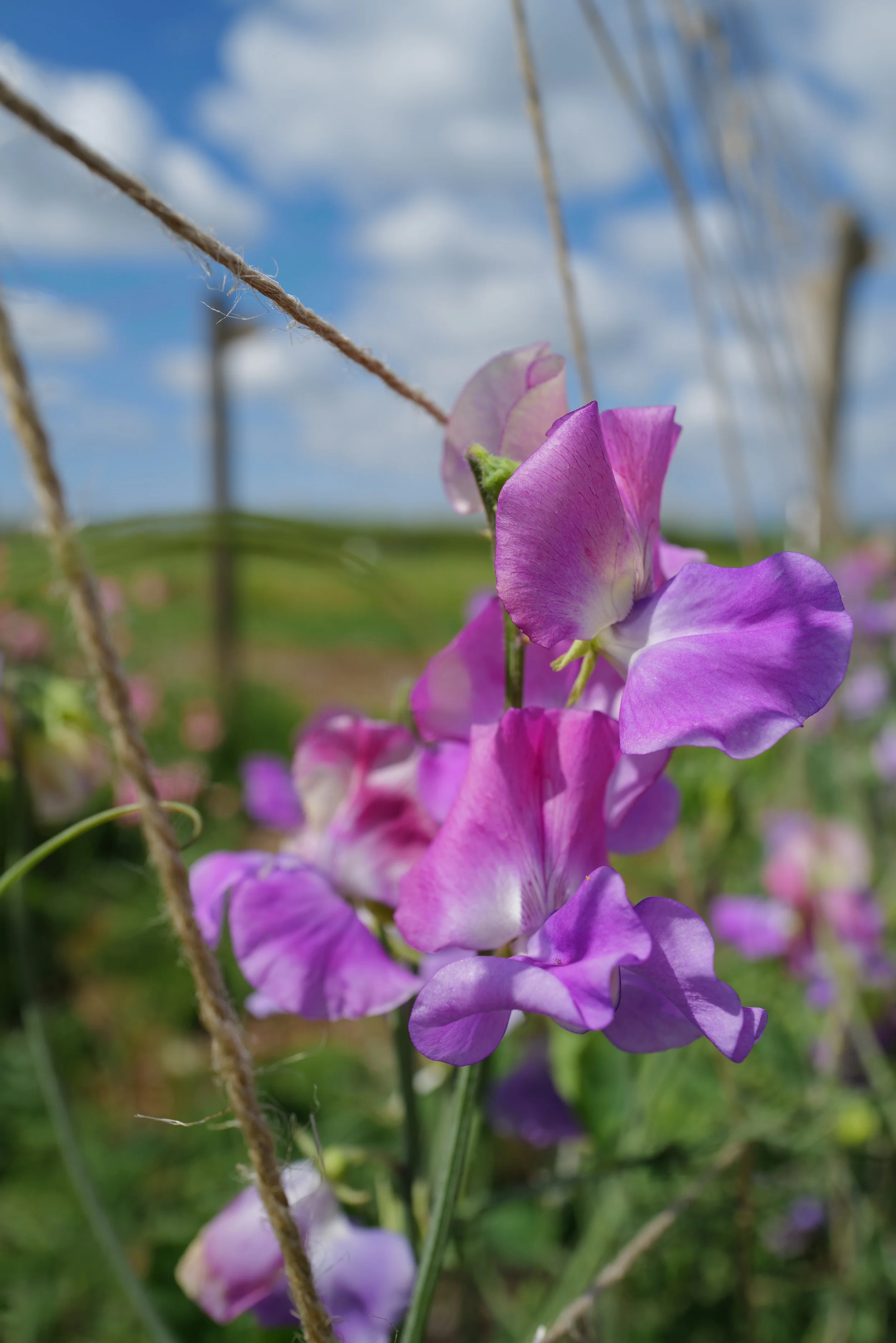 Sweet Pea Ella Mountbatten