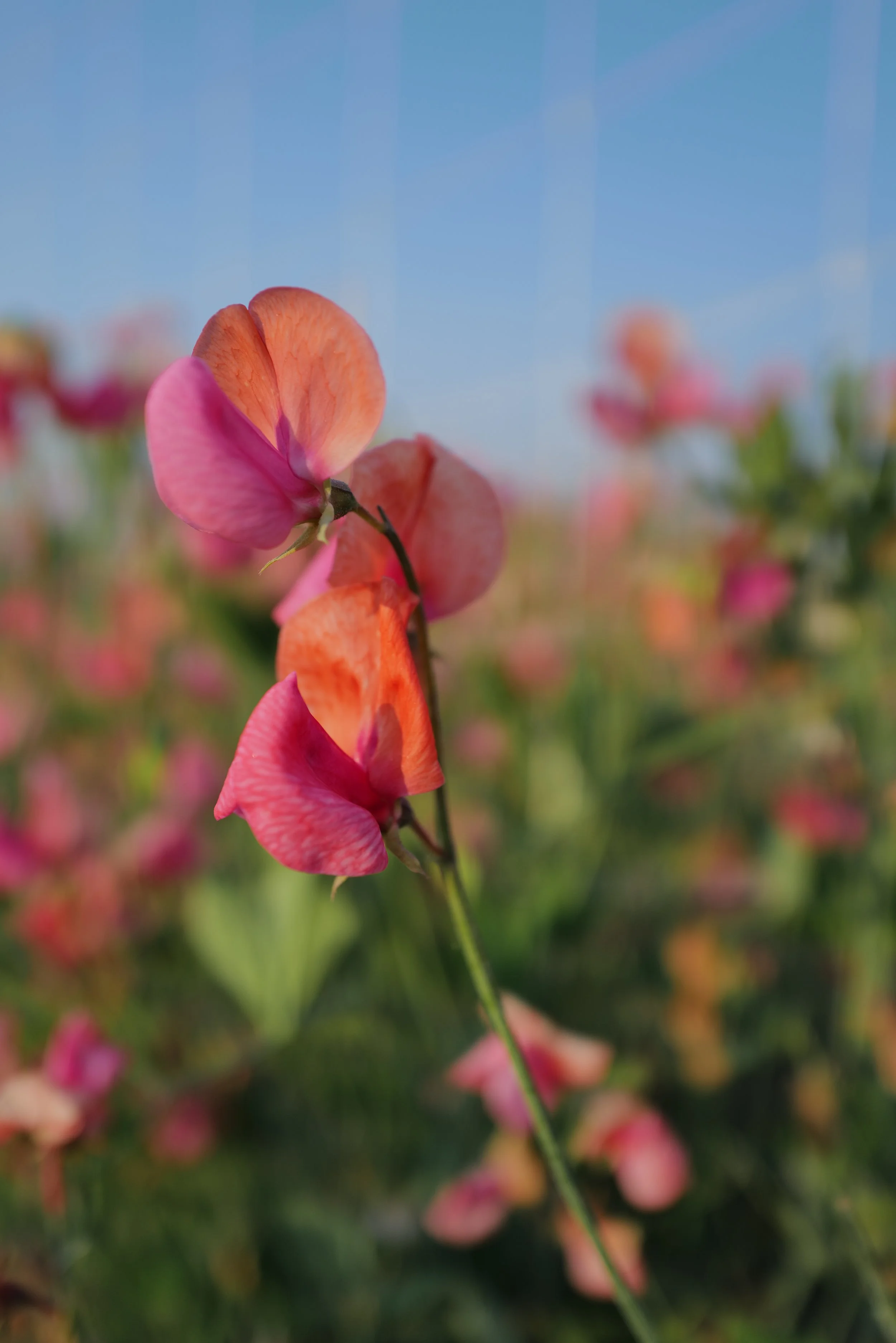 Sweet Pea Prince of Orange