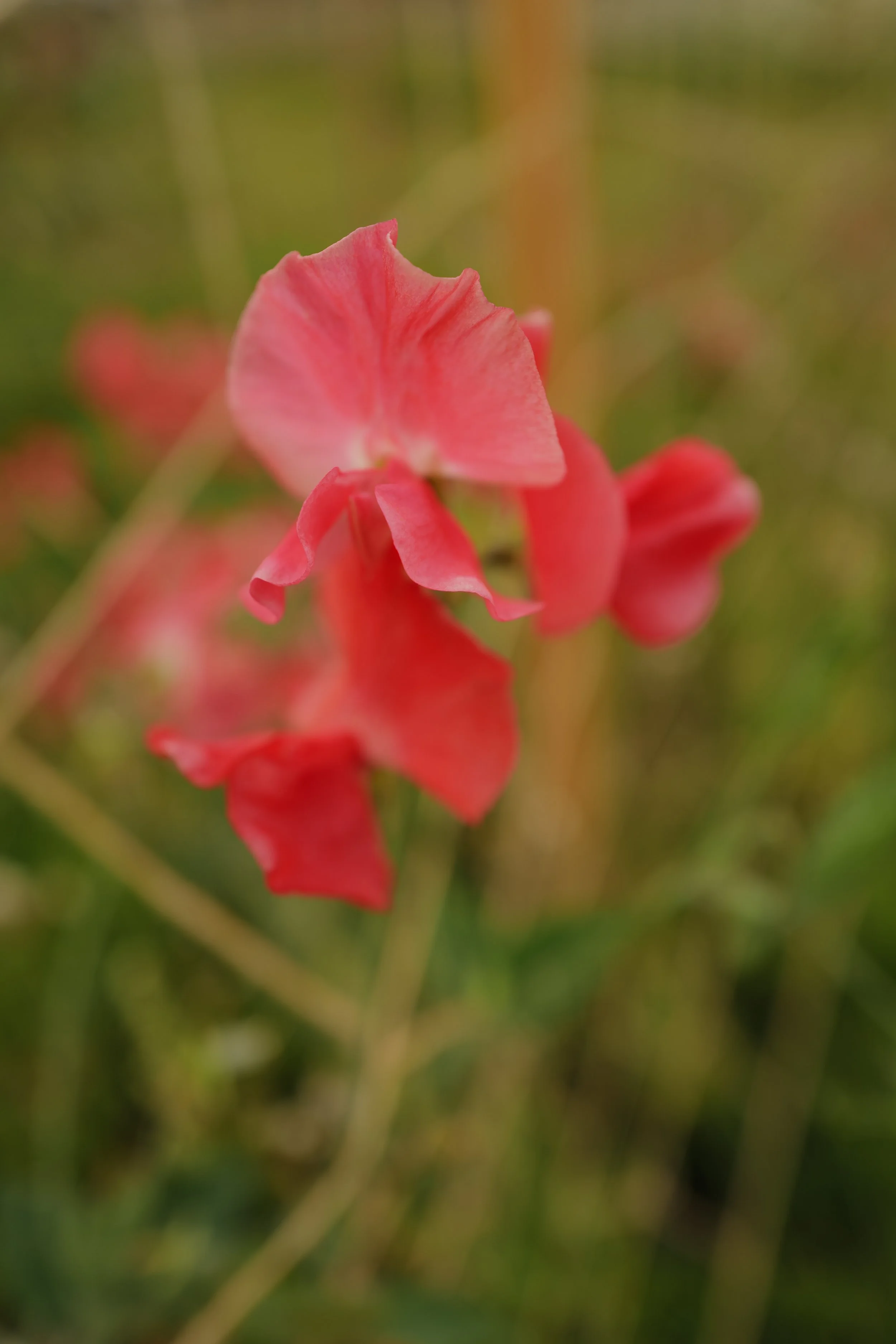 Sweet Pea Florencecourt