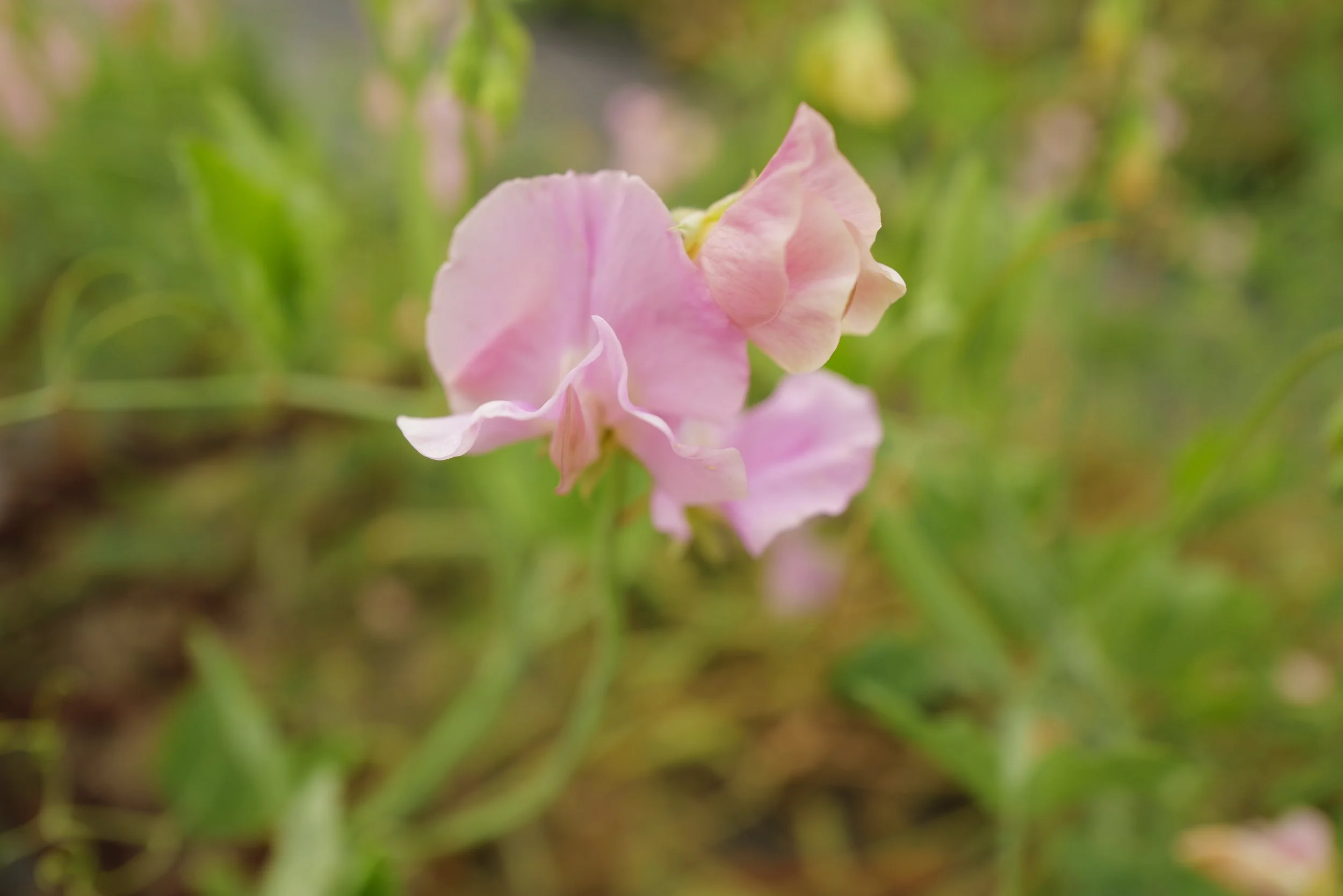 Sweet Pea Kings Coronation