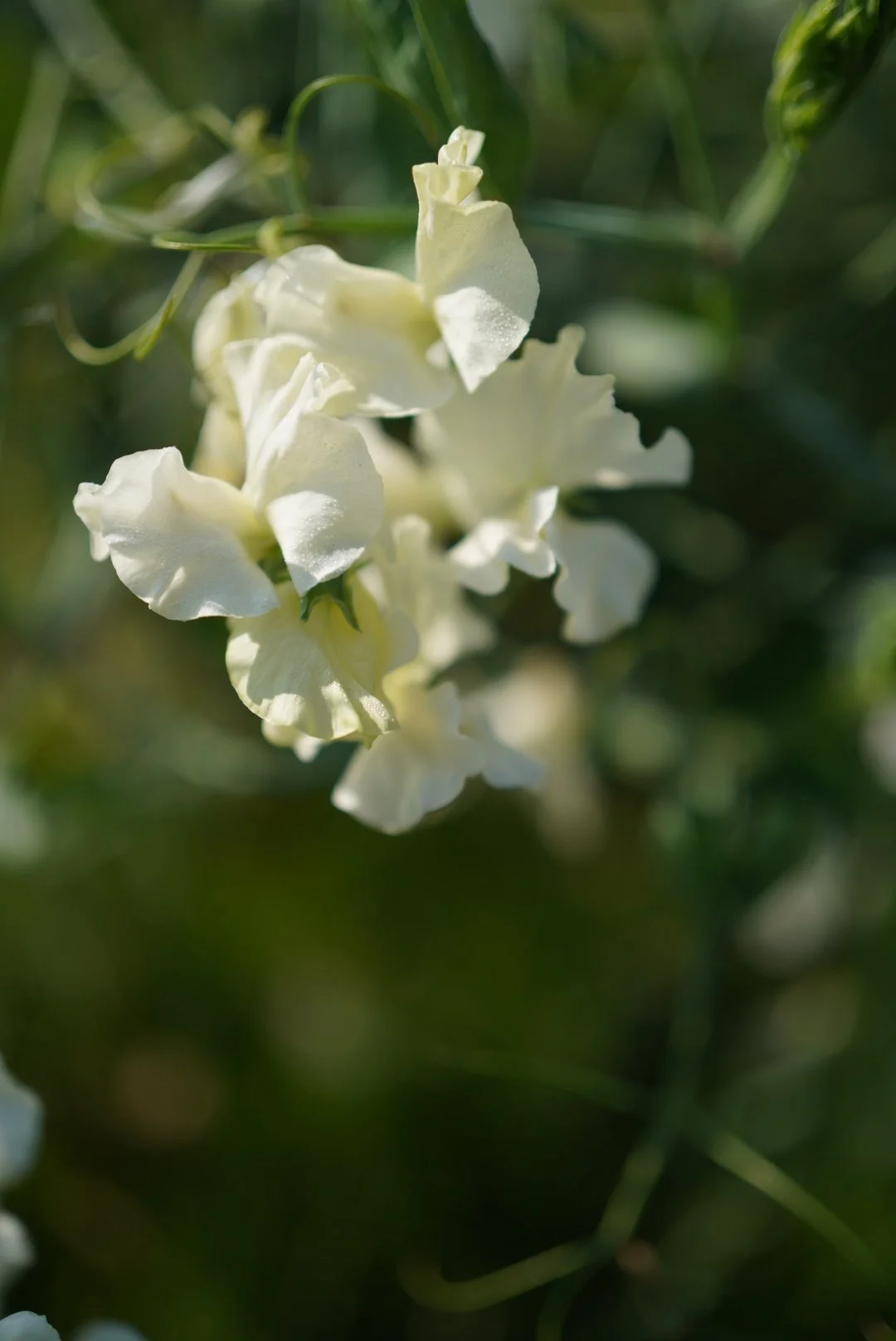 Sweet Pea Castle of Mey