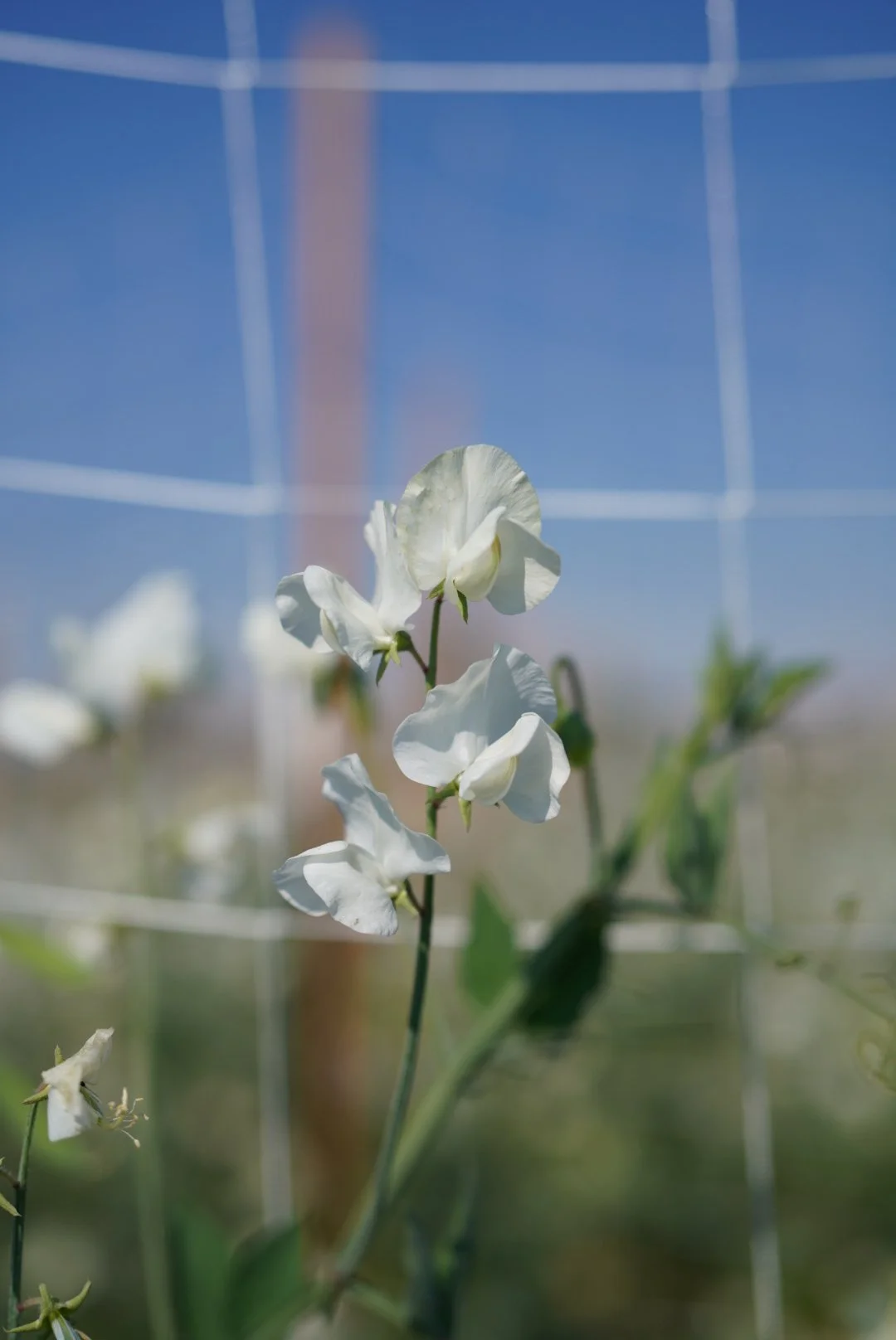 Sweet Pea Wild Swan