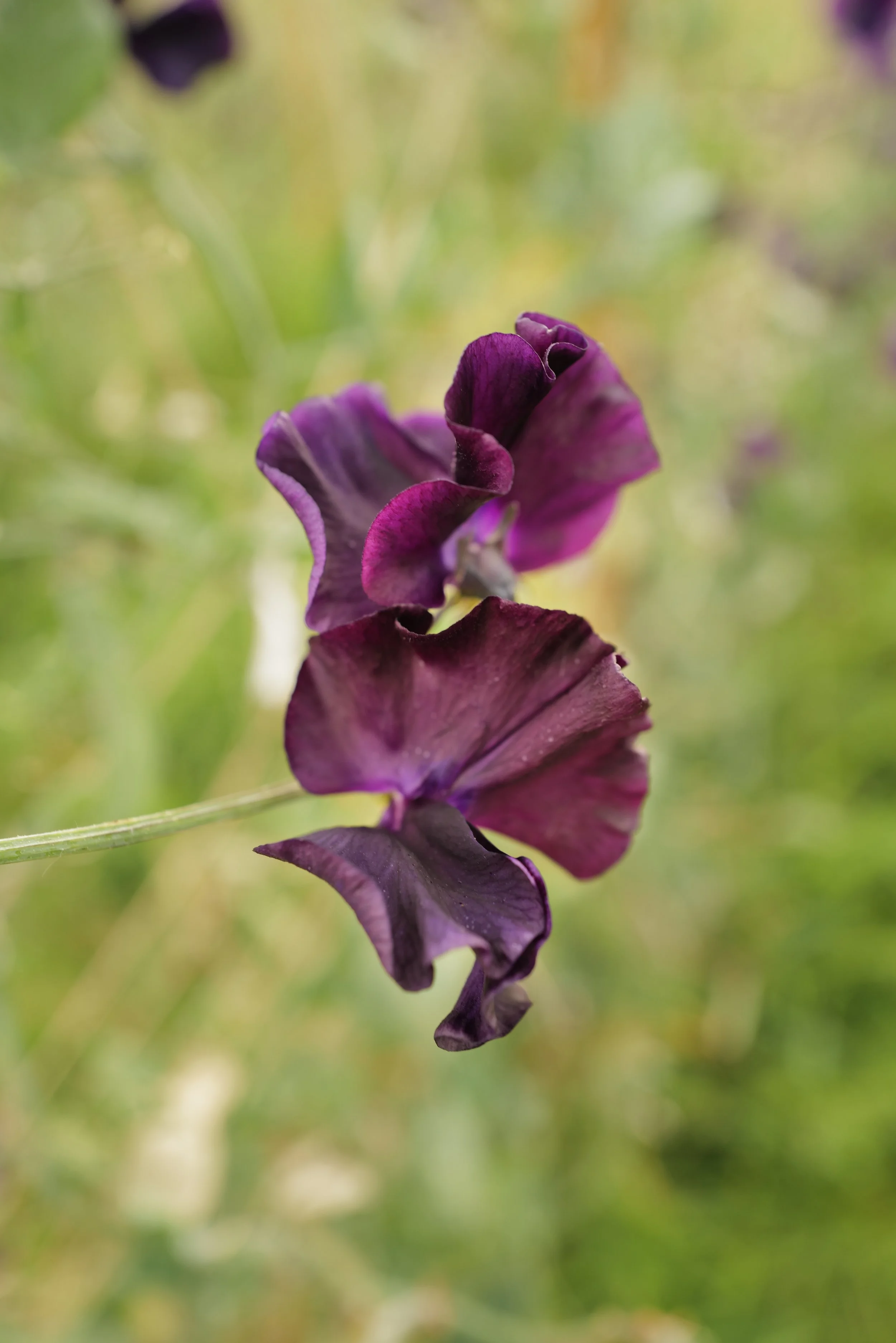Sweet Pea Just Jenny