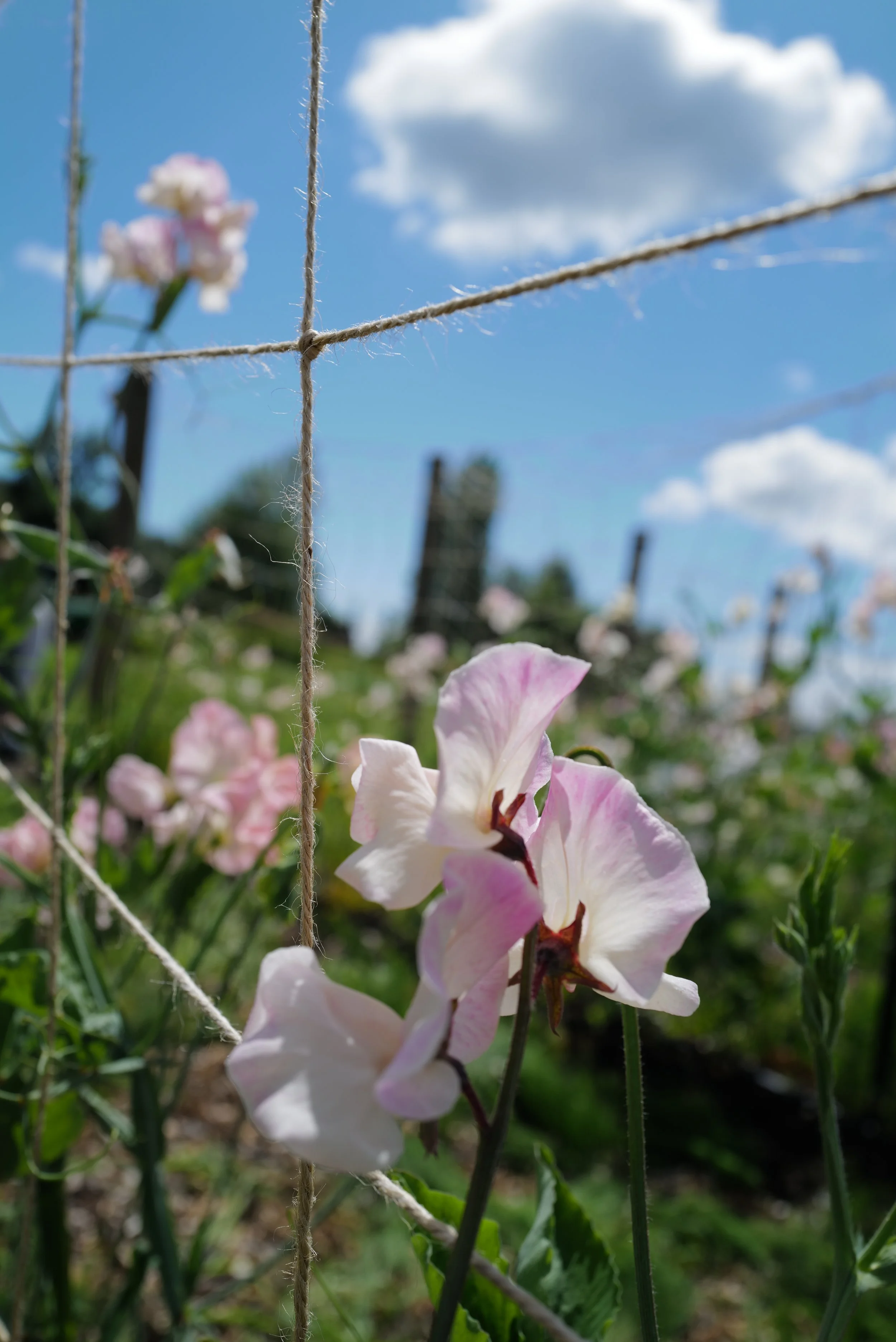 Sweet Pea Kiera Madeline