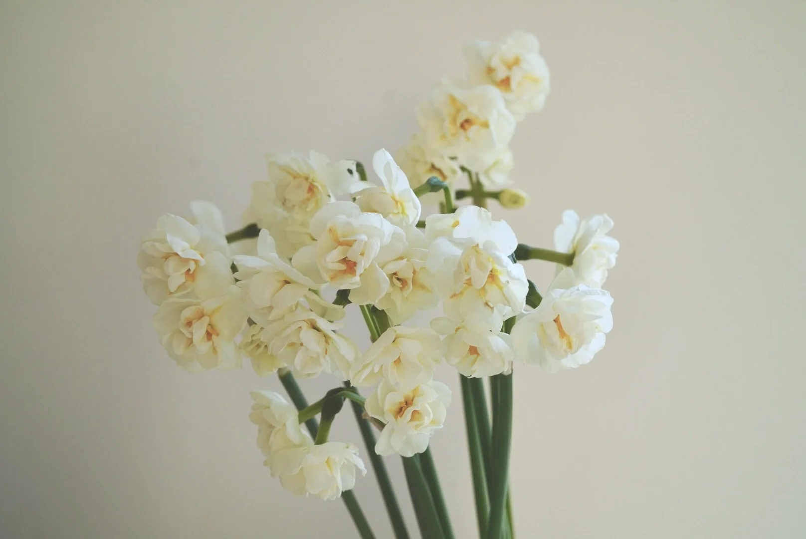 Daffodil Bridal Crown